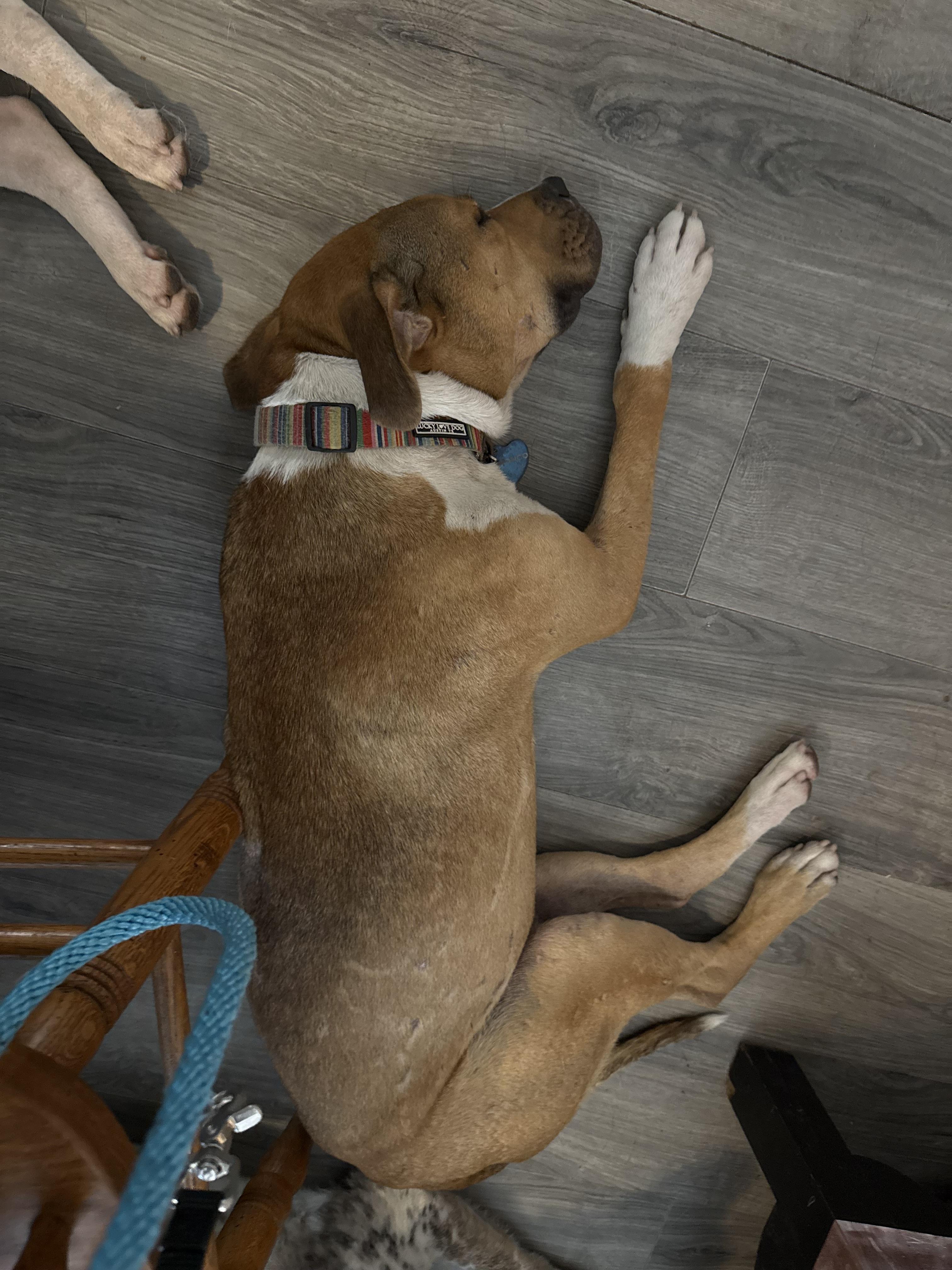 Enlarge Bronco, a Adoptable American Bully in Folkston, GA image 3/3