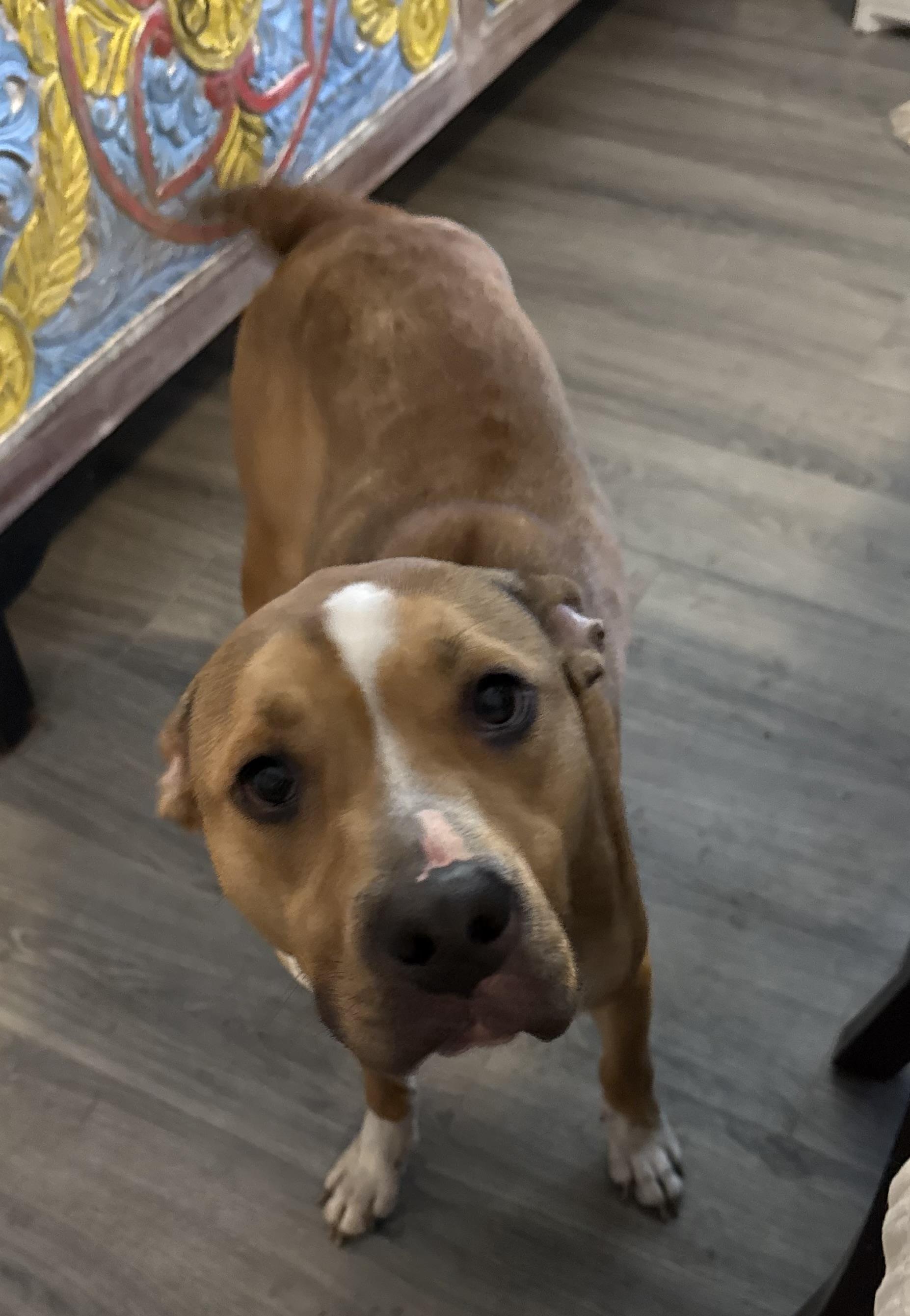 Enlarge Bronco, a Adoptable American Bully in Folkston, GA image 2/3