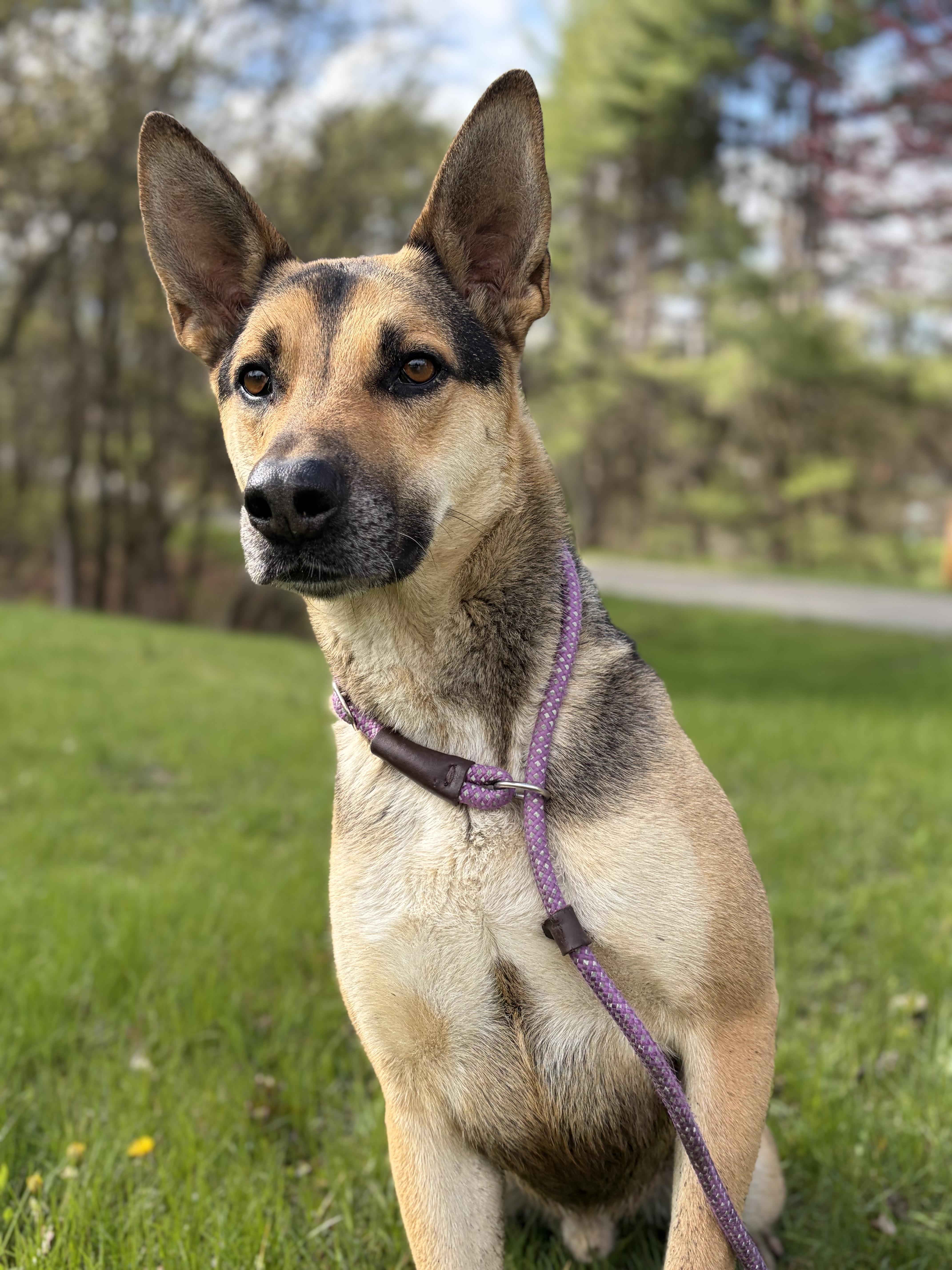 Enlarge Holt , a ADOPTABLE mixed breed in Bridgton, ME image 1/4