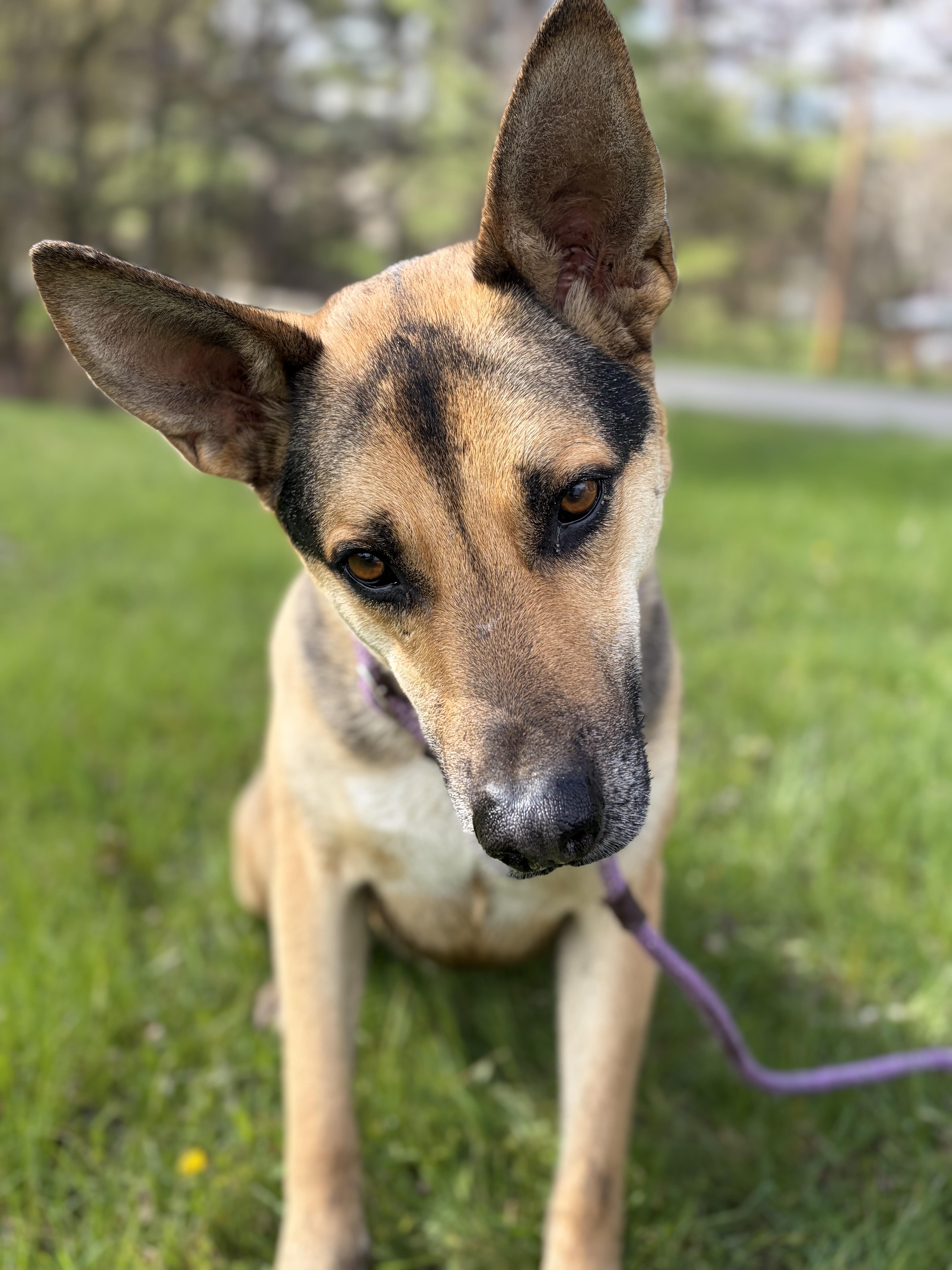 Enlarge Holt , a ADOPTABLE mixed breed in Bridgton, ME image 4/4