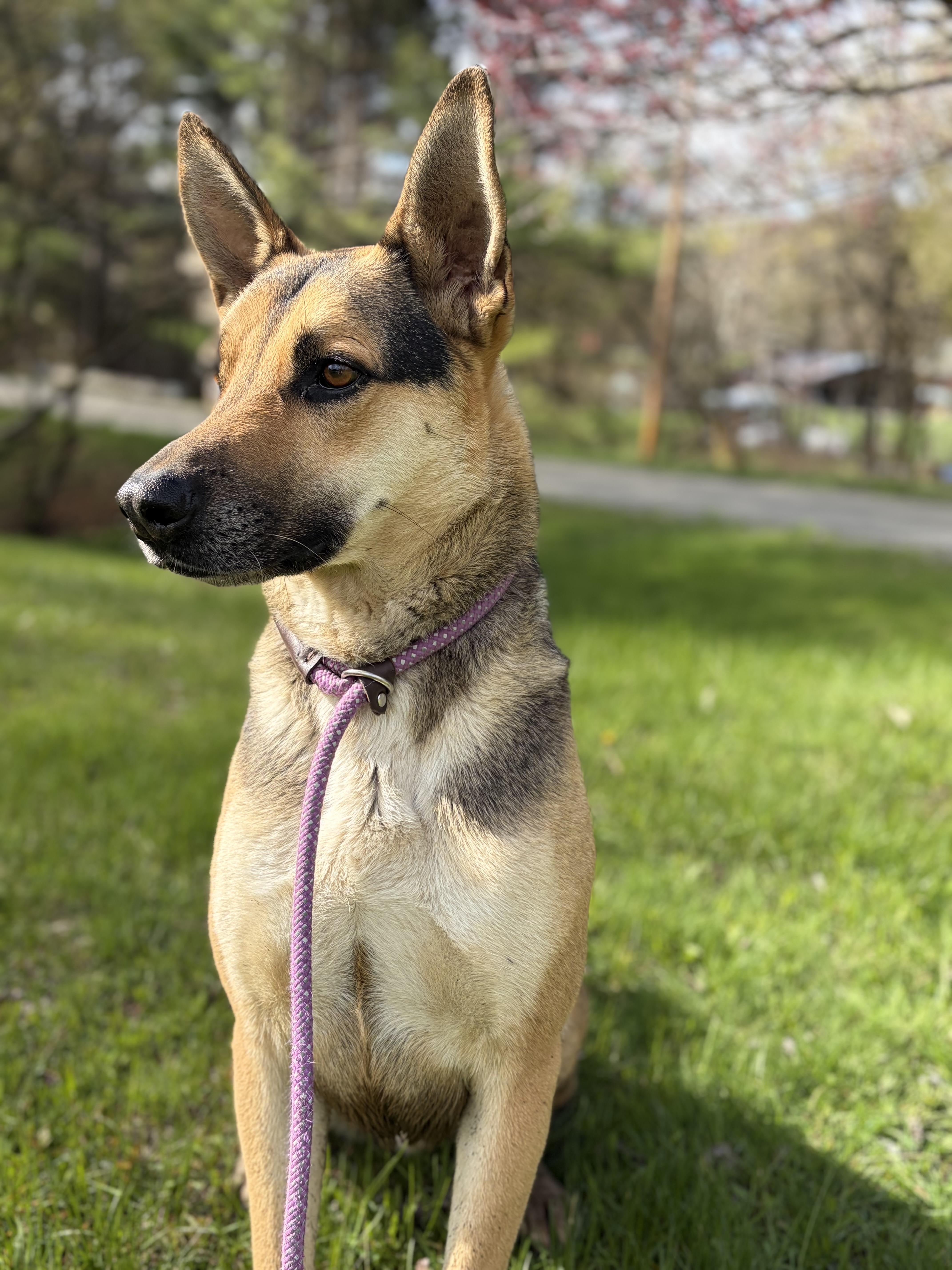 Enlarge Holt , a ADOPTABLE mixed breed in Bridgton, ME image 3/4