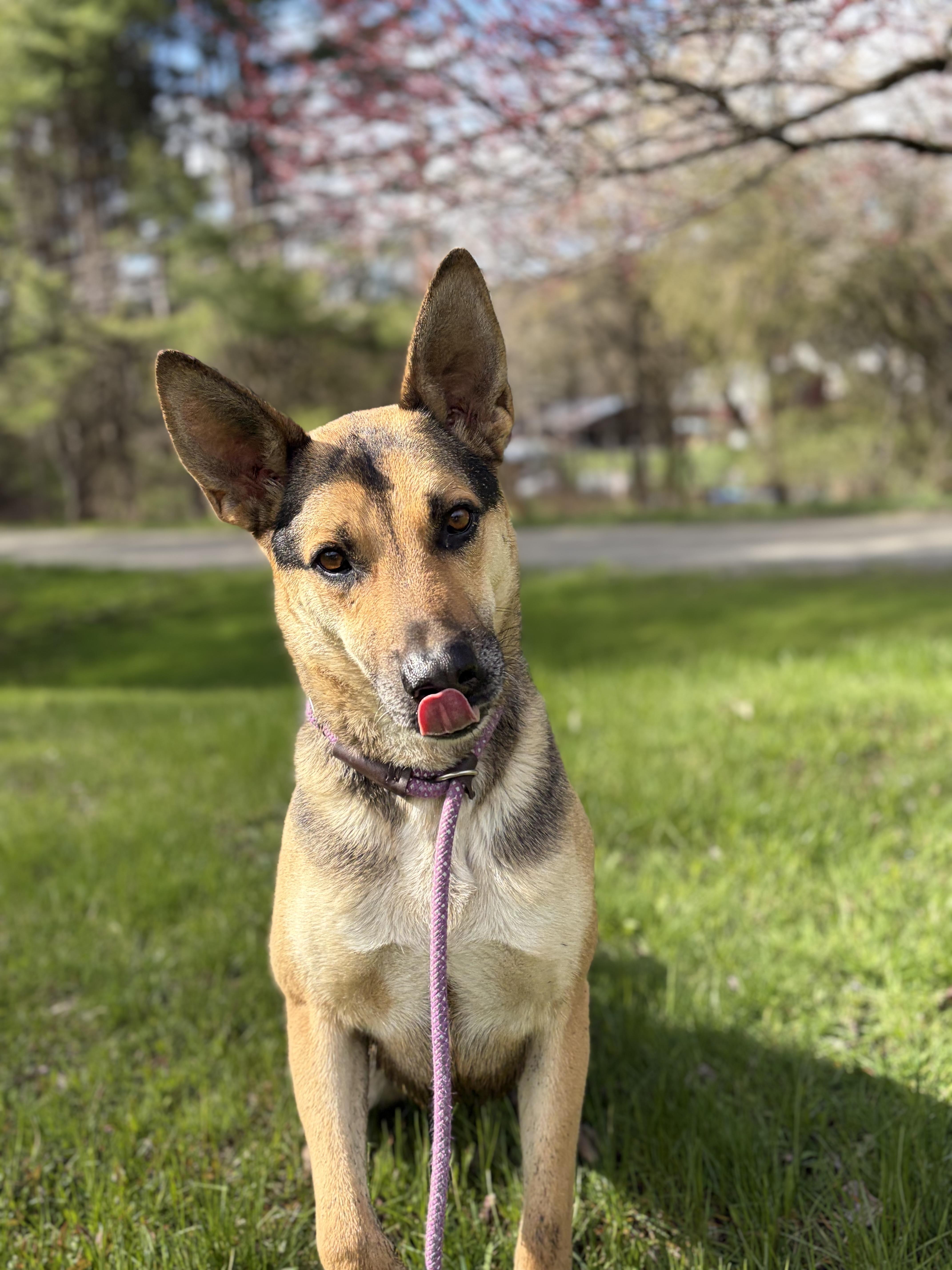 Enlarge Holt , a ADOPTABLE mixed breed in Bridgton, ME image 2/4