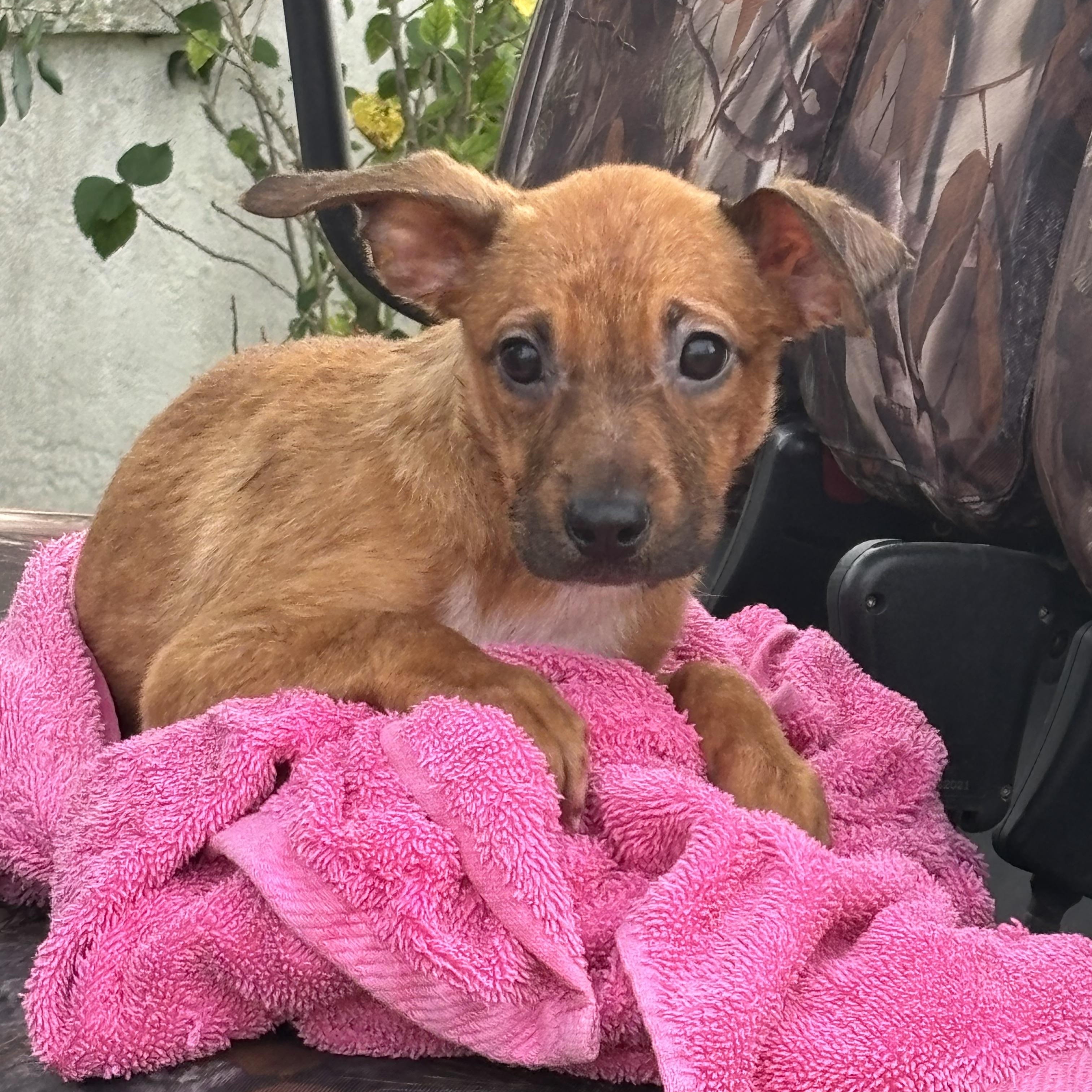Enlarge Ophelia, a Adoptable mixed breed in Arcadia, FL image 5/5