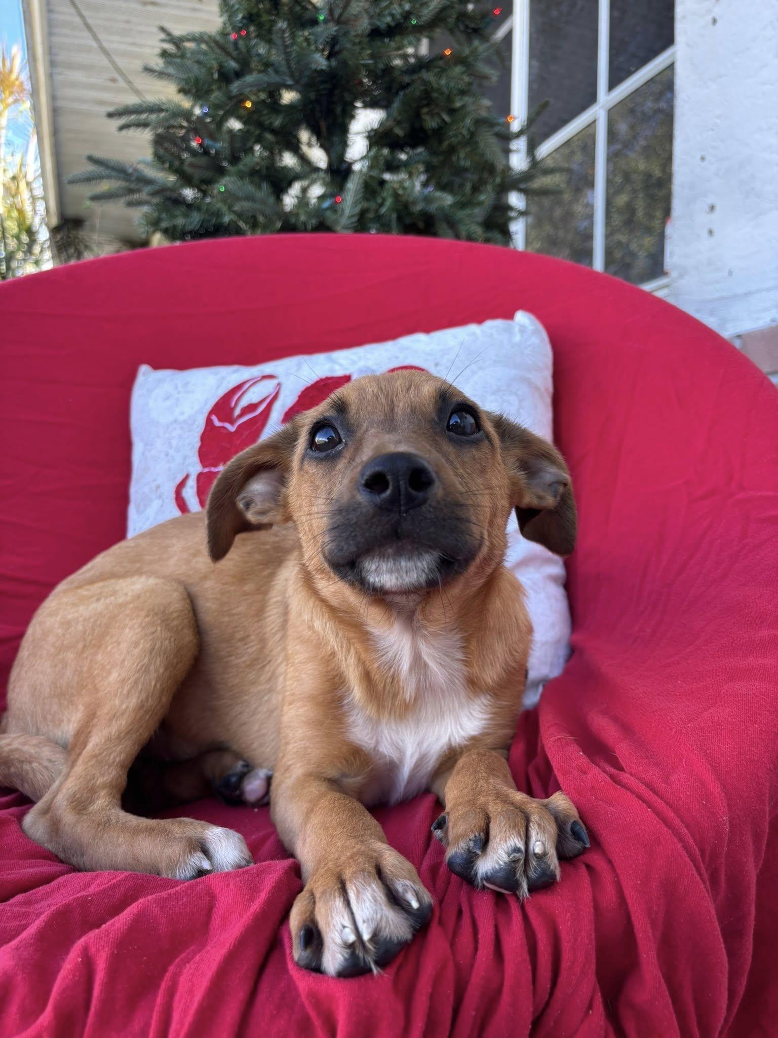 Ophelia, Adoptable, Young Female Australian Shepherd & Border Collie.