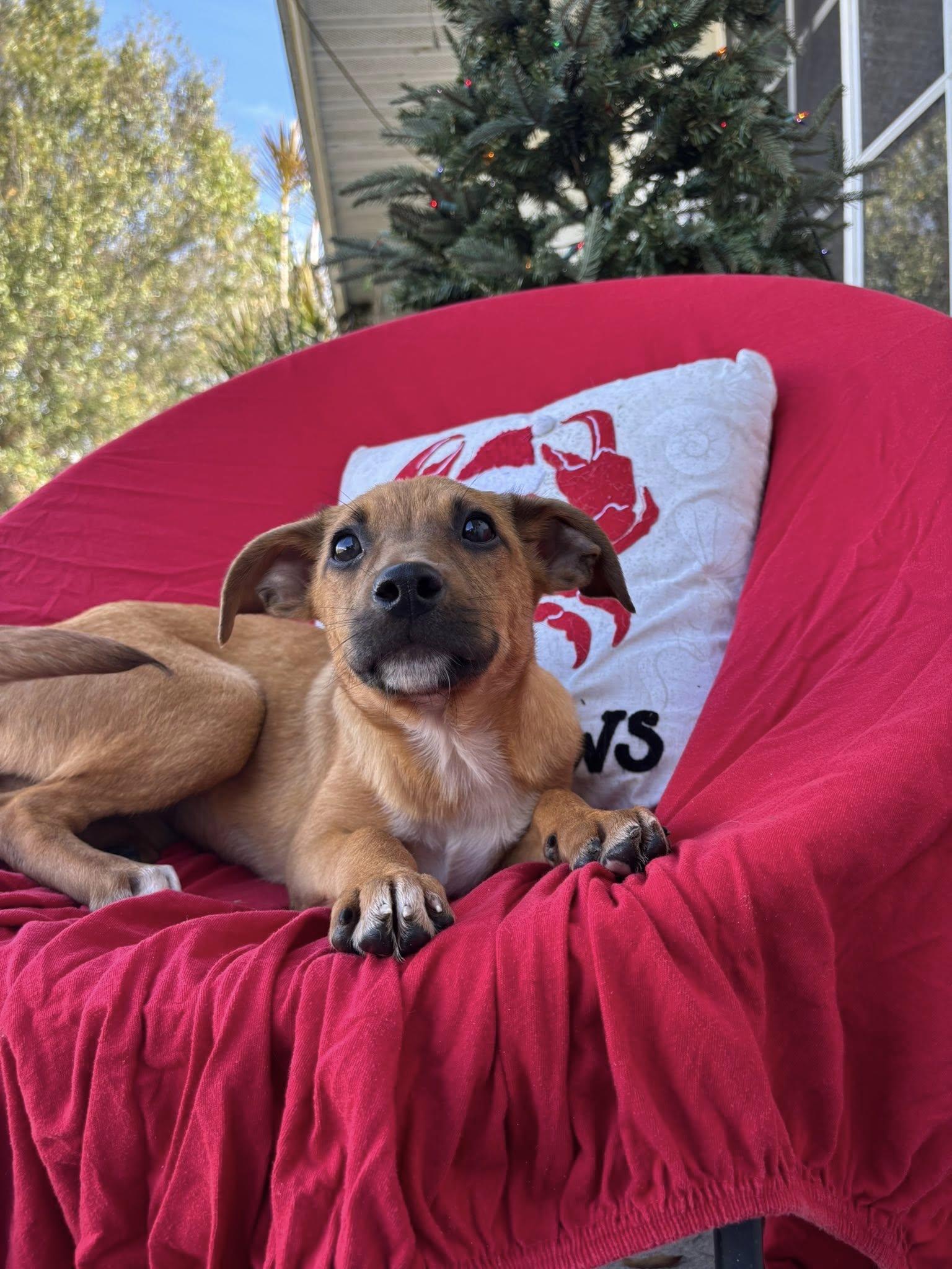 Enlarge Ophelia, a Adoptable mixed breed in Arcadia, FL image 2/5