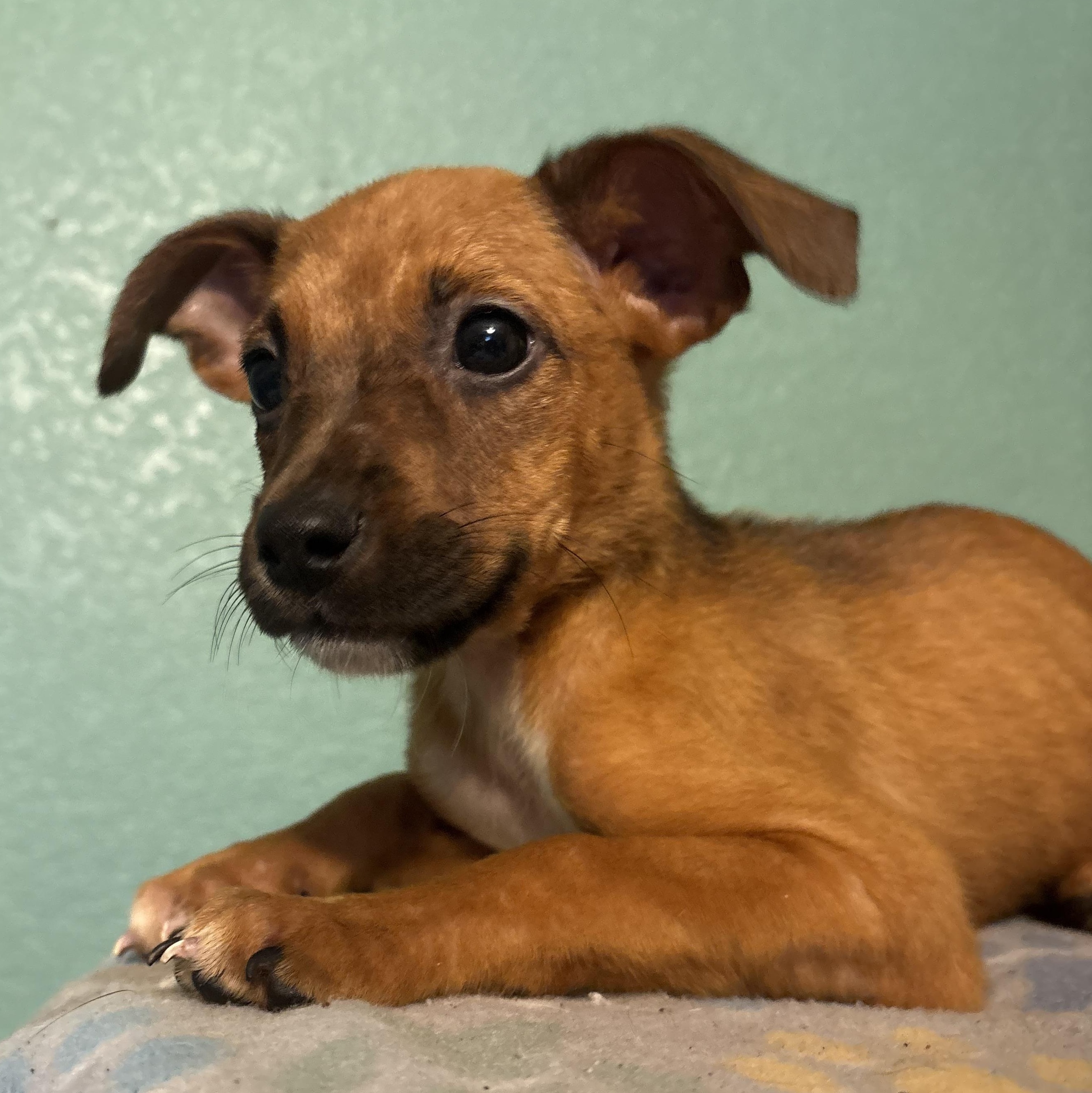 Enlarge Ophelia, a Adoptable mixed breed in Arcadia, FL image 4/5
