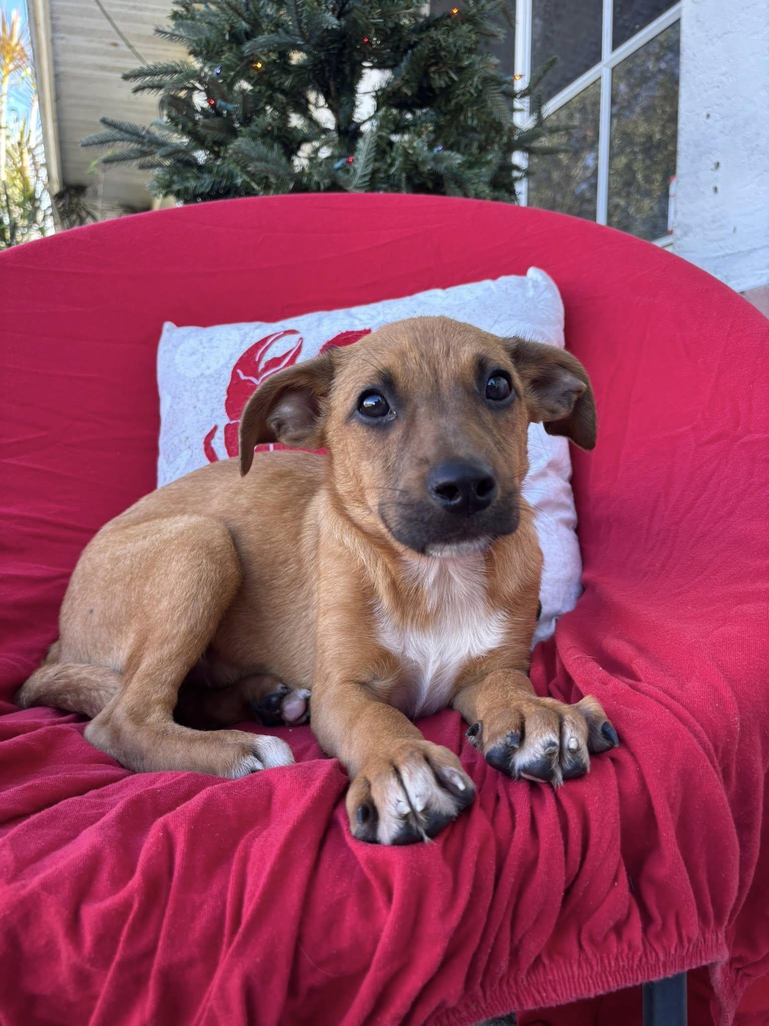 Enlarge Ophelia, a Adoptable mixed breed in Arcadia, FL image 3/5