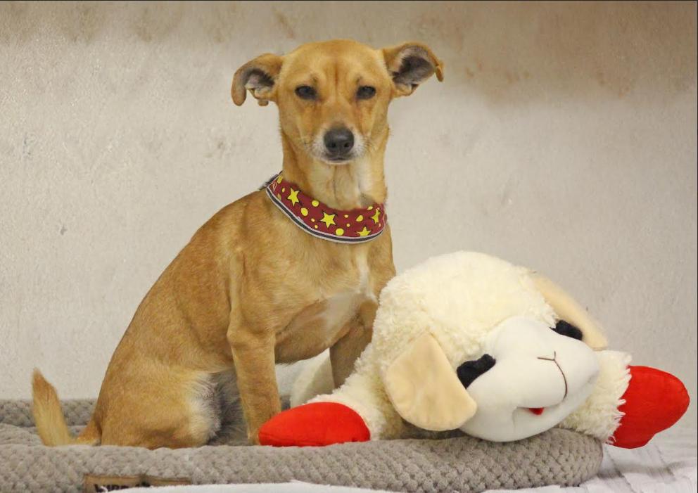 Enlarge Heath in TX, a Adoptable Chihuahua in Cranston, RI image 1/1