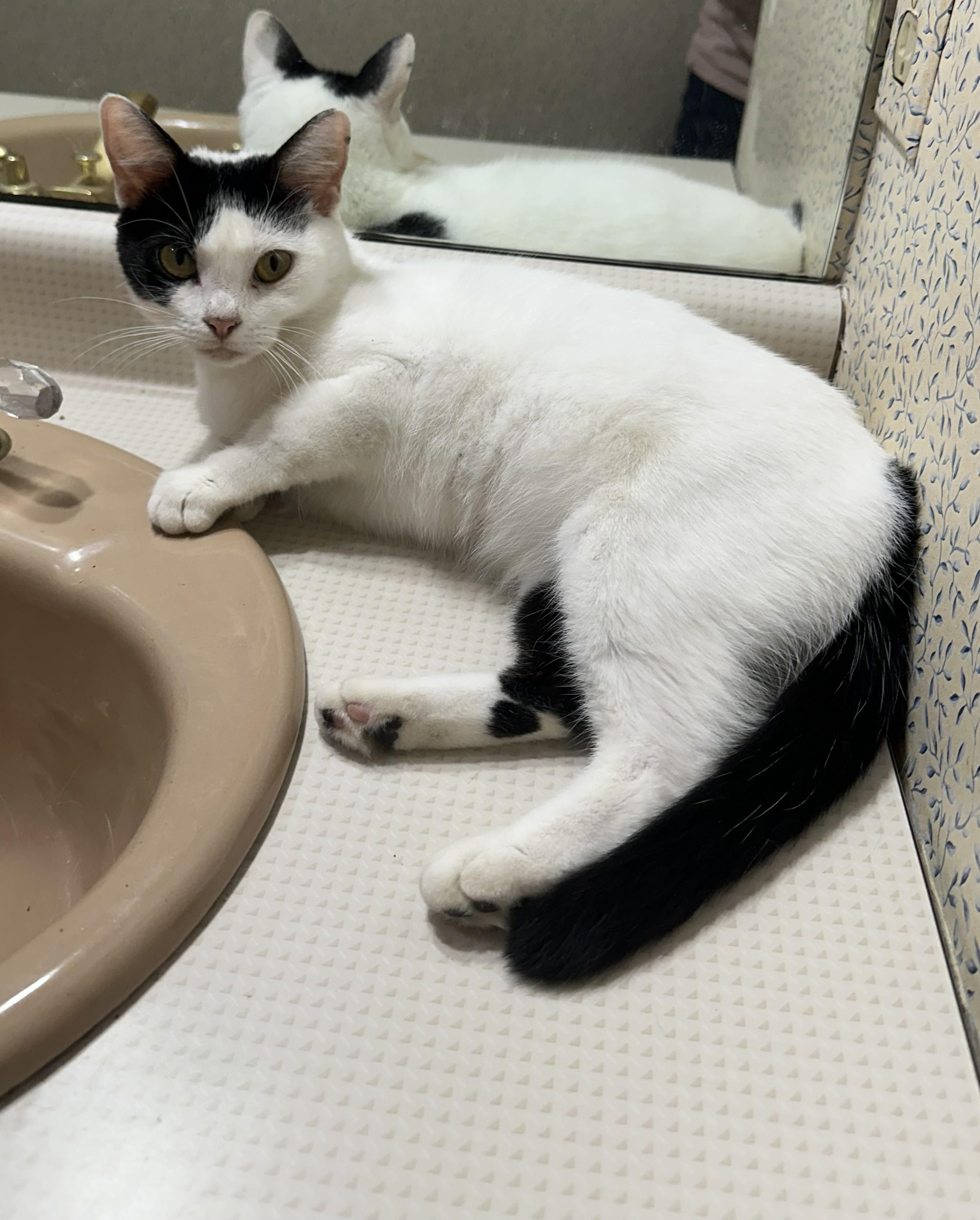 Dot, a ADOPTABLE Domestic Short Hair in Smyrna, DE image 5/6
