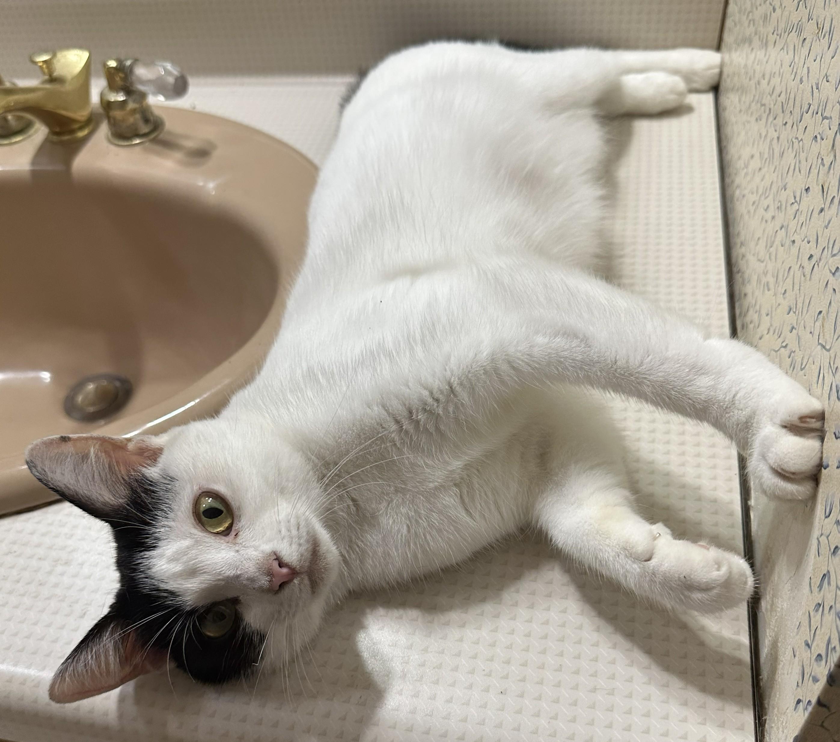 Dot, a ADOPTABLE Domestic Short Hair in Smyrna, DE image 4/6
