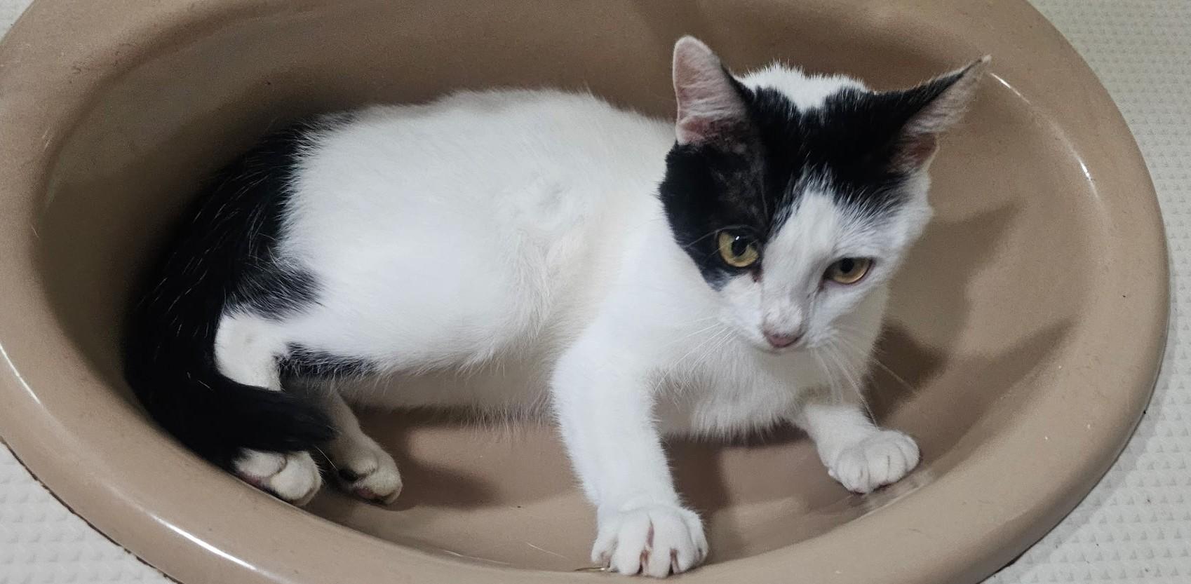 Dot, ADOPTABLE, Kitten Female Domestic Short Hair.