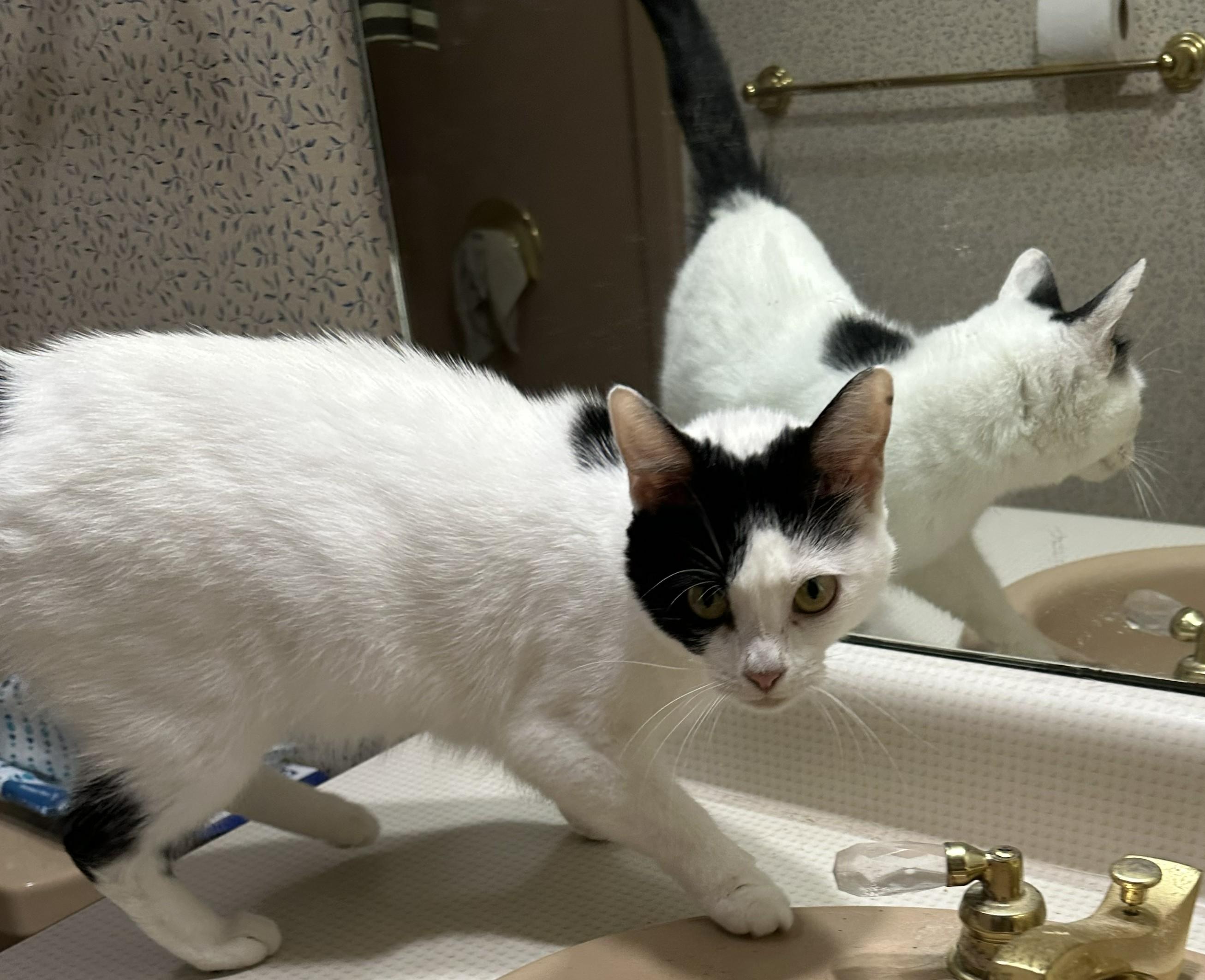 Dot, a ADOPTABLE Domestic Short Hair in Smyrna, DE image 6/6