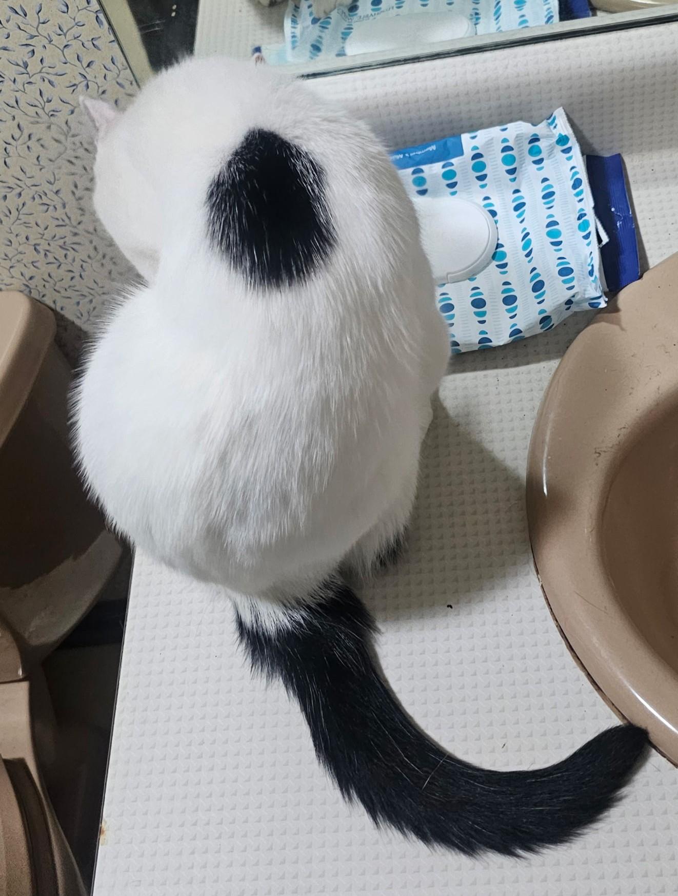 Dot, a ADOPTABLE Domestic Short Hair in Smyrna, DE image 2/6