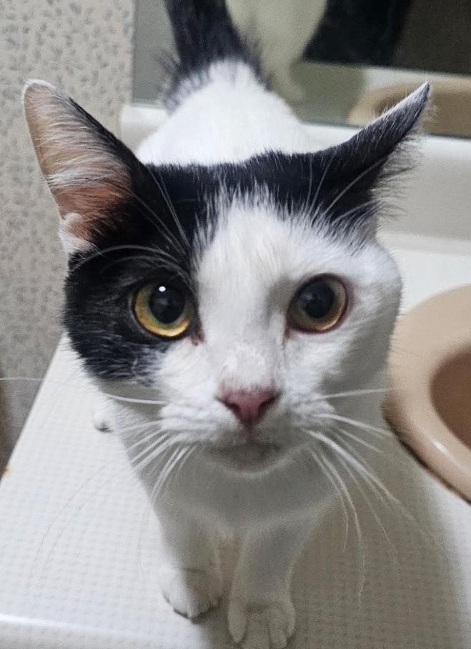 Dot, a ADOPTABLE Domestic Short Hair in Smyrna, DE image 3/6
