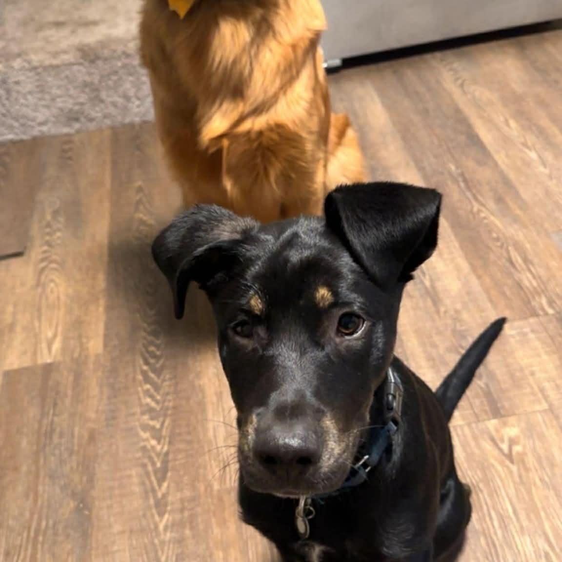 Rocky, a Adoptable mixed breed in Grand Rapids, MI image 4/6