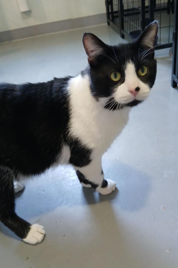 Enlarge Oliver, an adopted American Shorthair in Iowa Falls, IA image 1/1