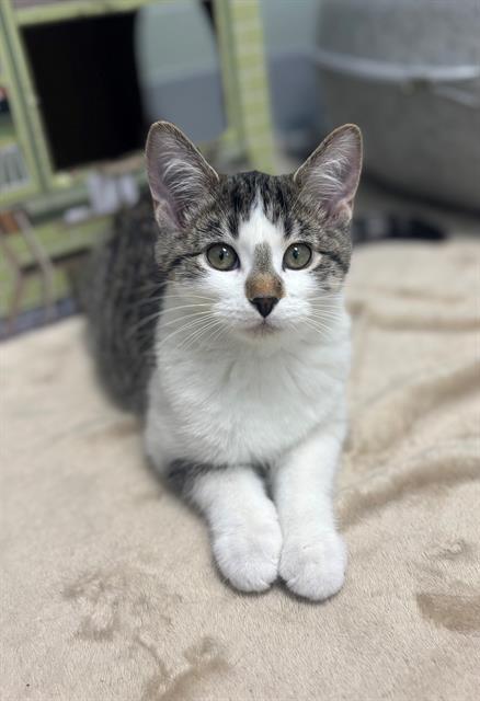 Enlarge CHEETARA, a Adoptable Domestic Short Hair in Geneva, IL image 1/1