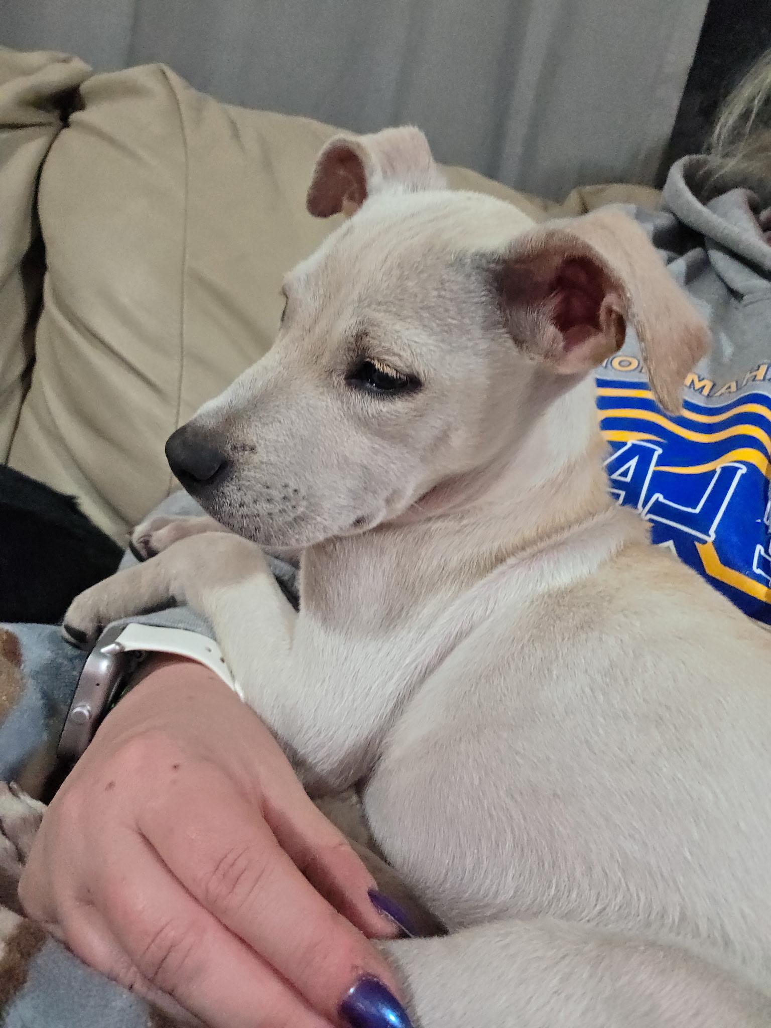 Camry, Adoptable, Puppy Female Yellow Labrador Retriever & Labrador Retriever.