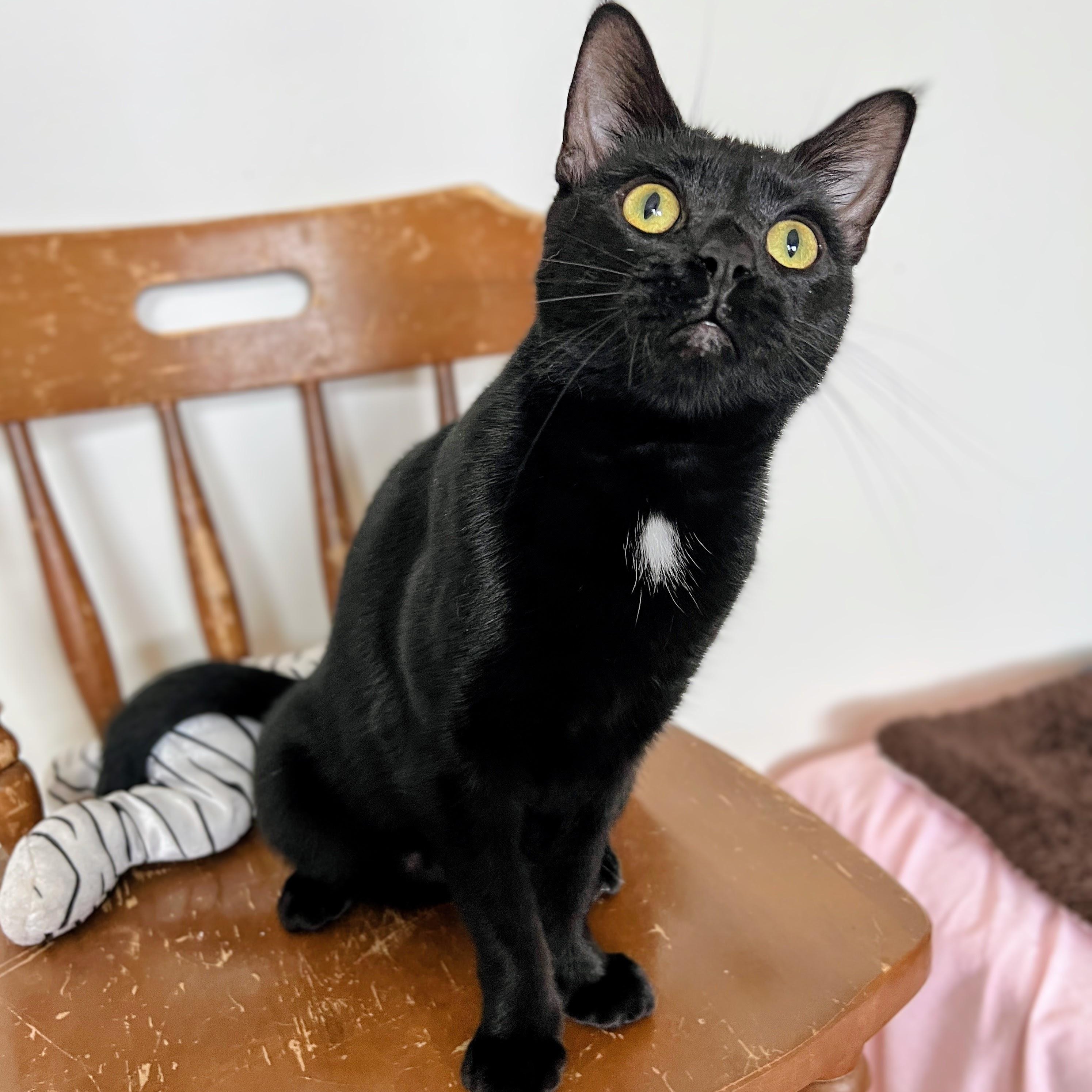 Violet, Adoptable, Adult Female Domestic Short Hair.