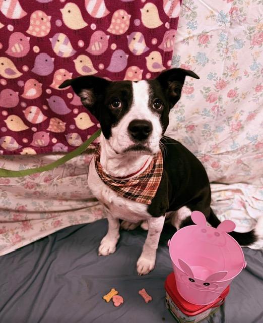 Trap, ADOPTABLE, Adult Male Pit Bull Terrier.