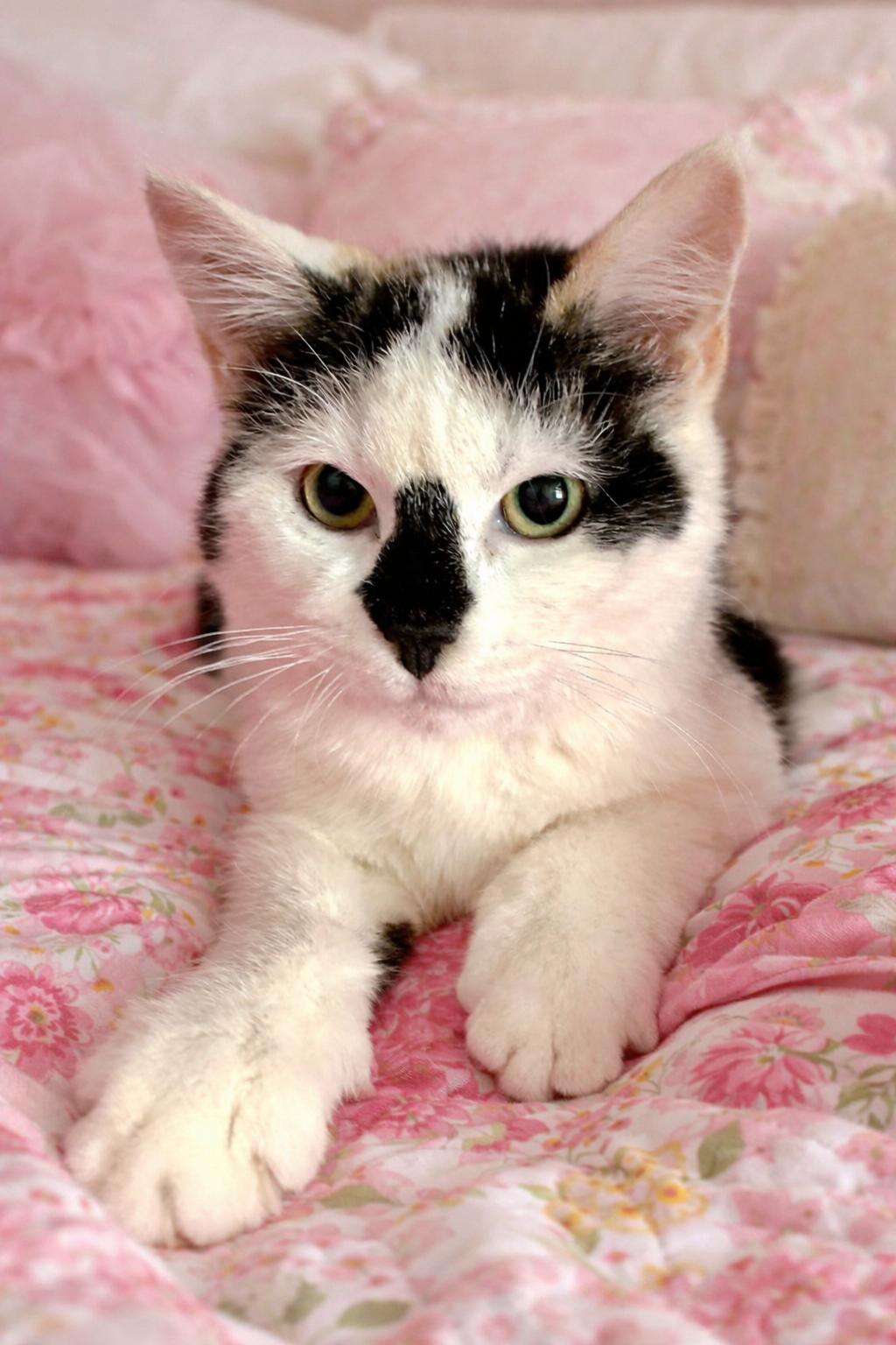 Enlarge Willow, an adopted mixed breed in Indian Trail, NC image 4/6