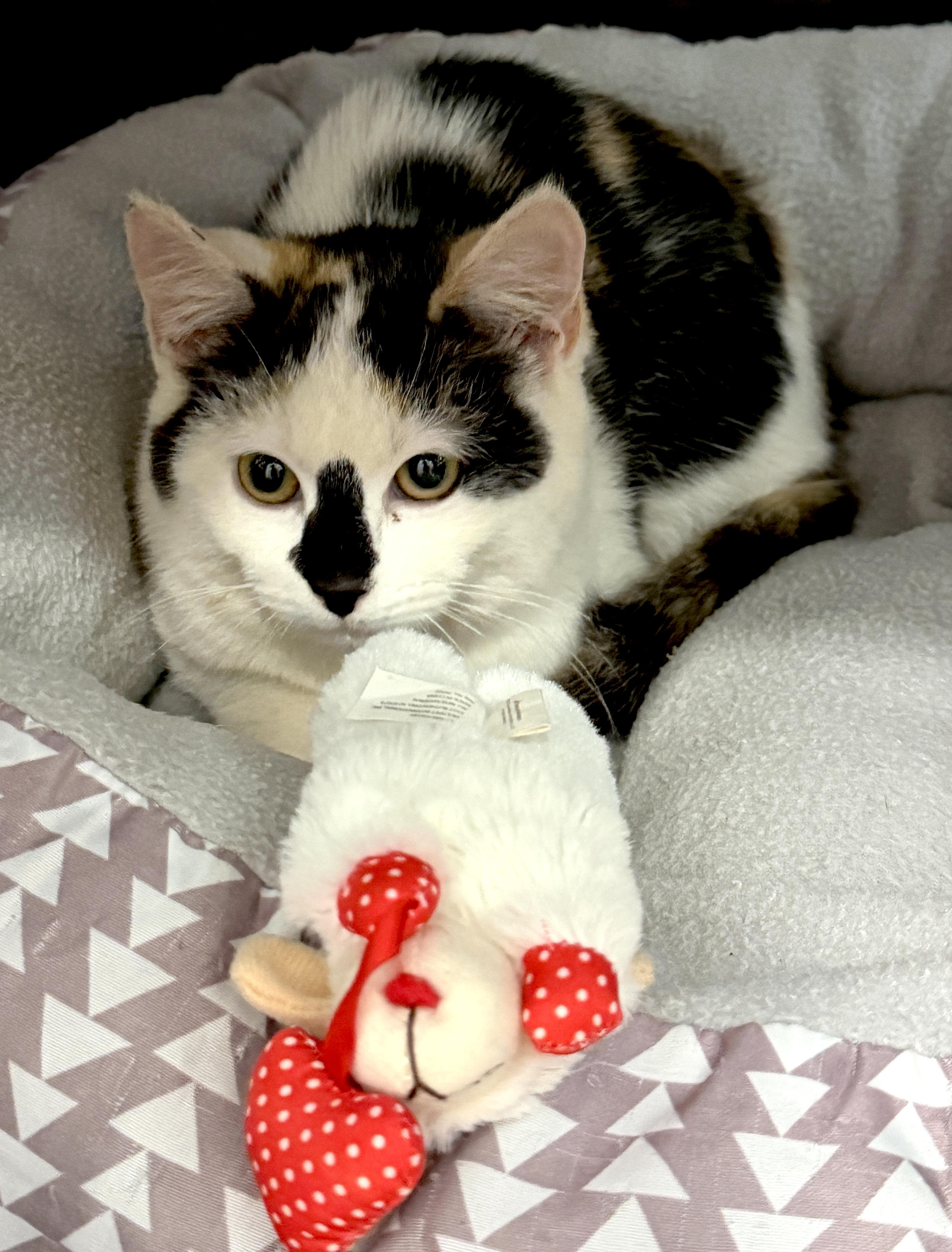 Enlarge Willow, an adopted mixed breed in Indian Trail, NC image 6/6