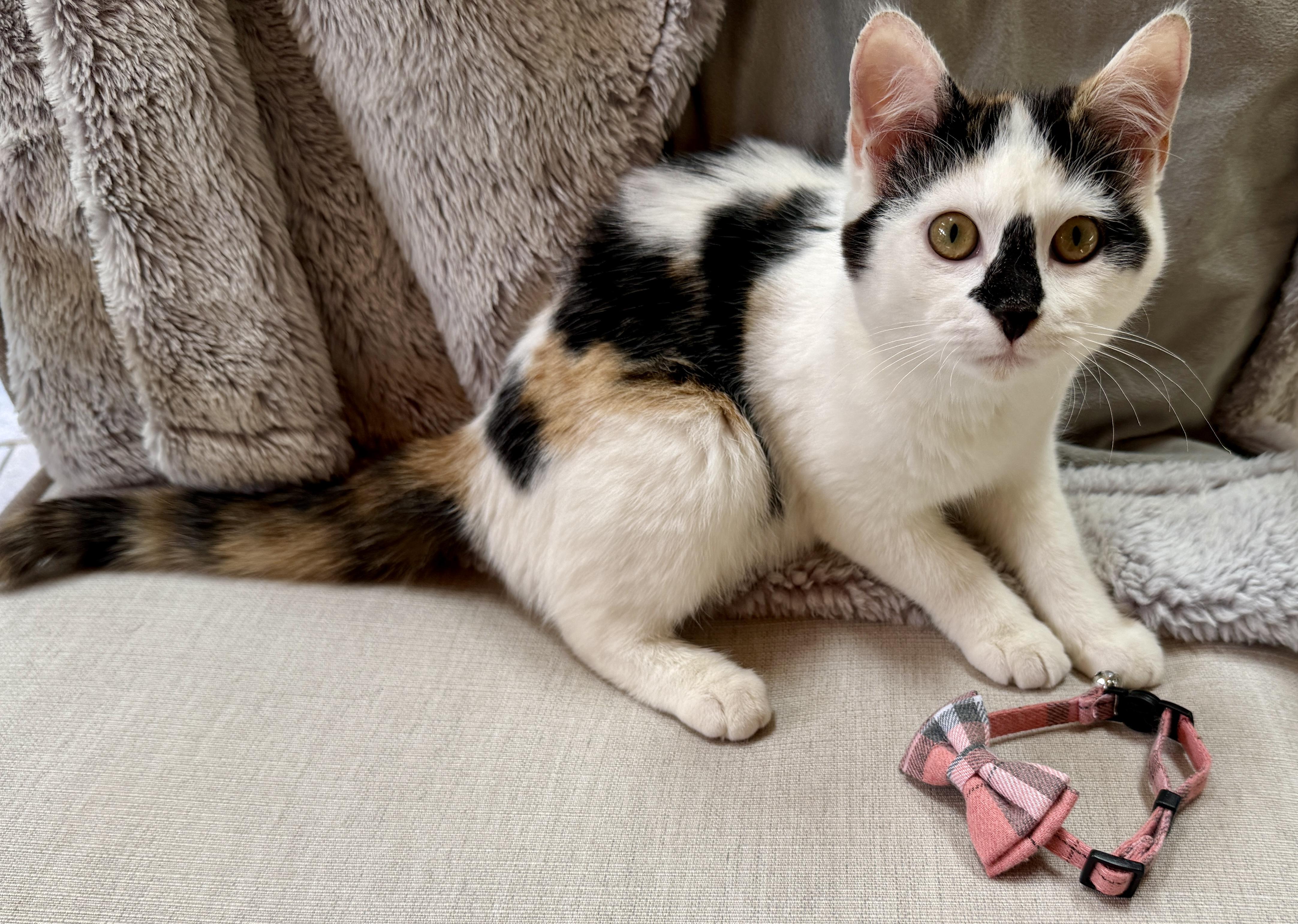 Enlarge Willow, an adopted mixed breed in Indian Trail, NC image 1/6