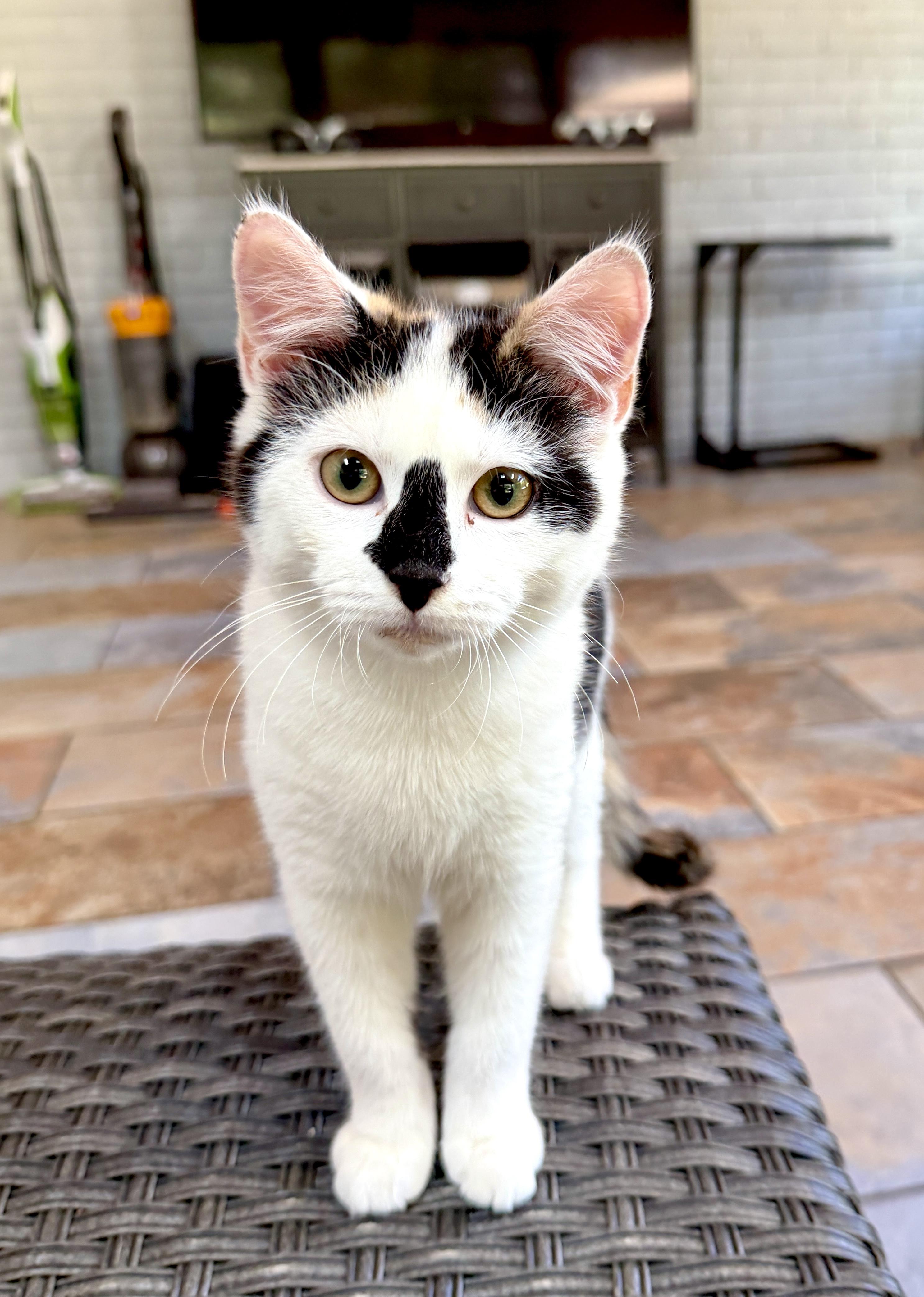 Enlarge Willow, an adopted mixed breed in Indian Trail, NC image 3/6
