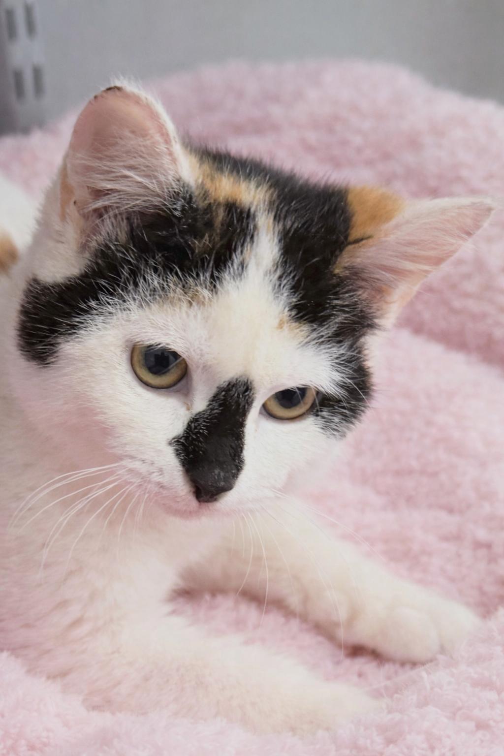 Enlarge Willow, an adopted mixed breed in Indian Trail, NC image 2/6