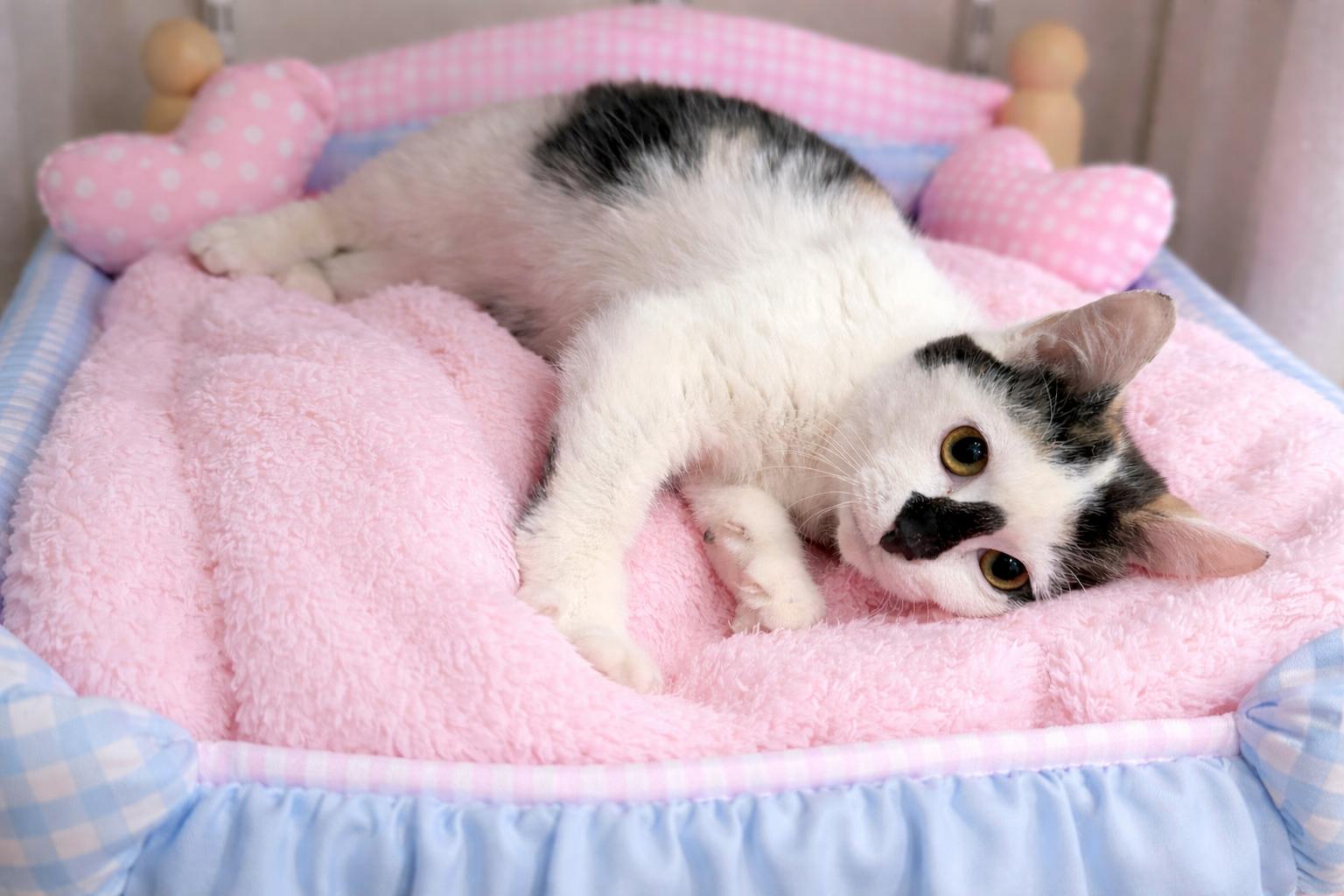 Enlarge Willow, an adopted mixed breed in Indian Trail, NC image 5/6