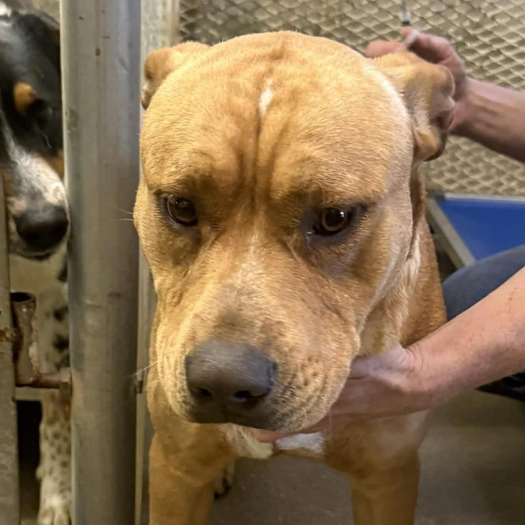 Bandera, Adoptable, Adult Male Labrador Retriever & Pit Bull Terrier.