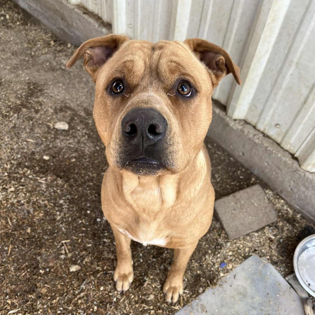 Bandera, a Adoptable mixed breed in Stephenville, TX image 2/2