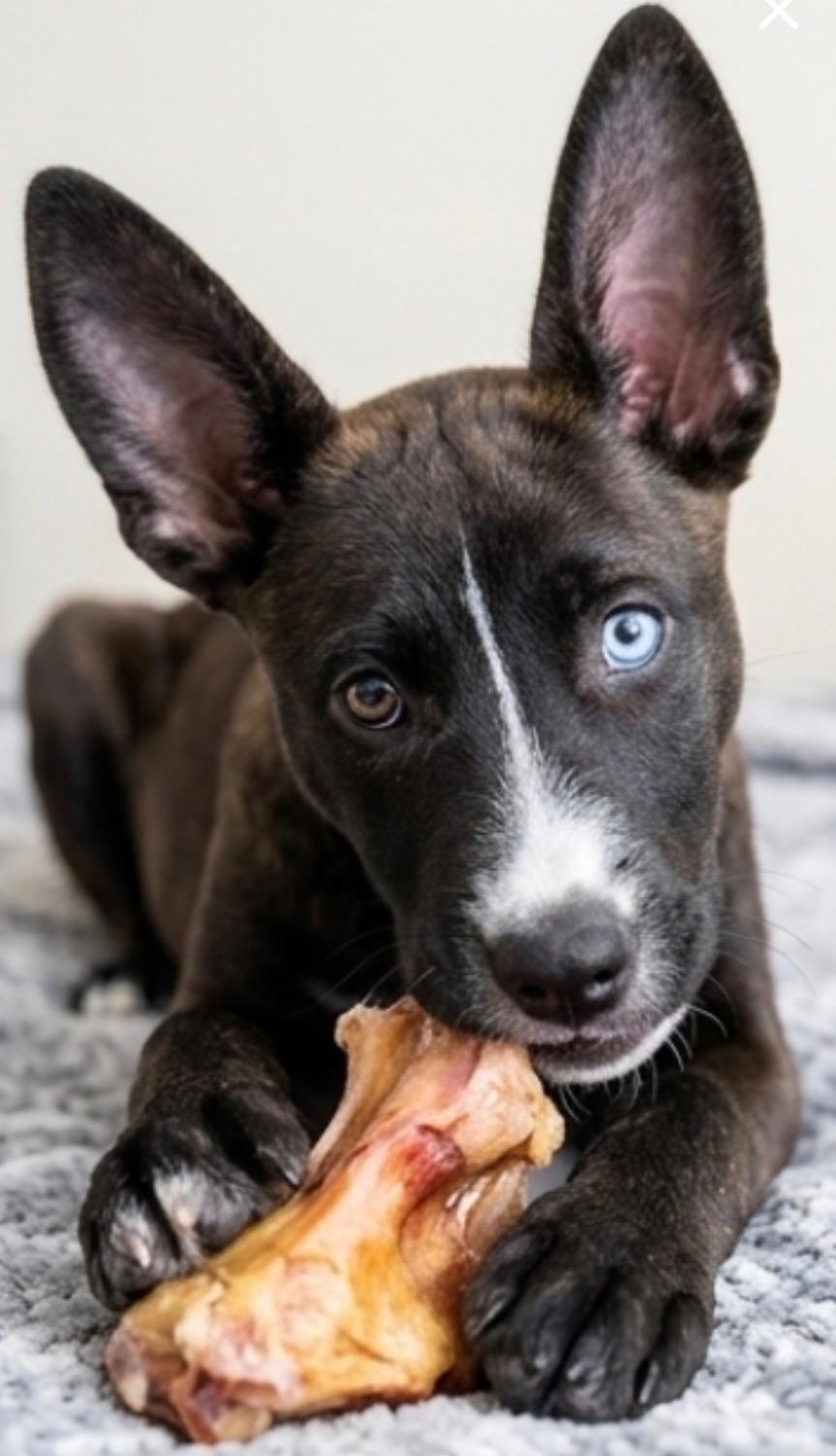 Tess, Adoptable, Puppy Female German Shepherd Dog.