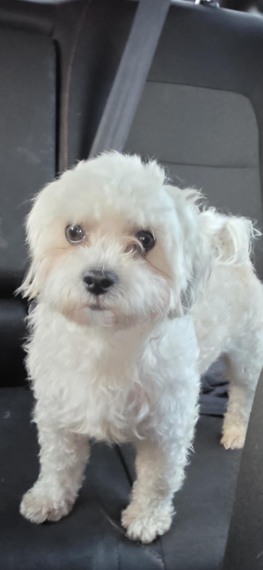 Arlo, adopted, Young Male Shih poo.