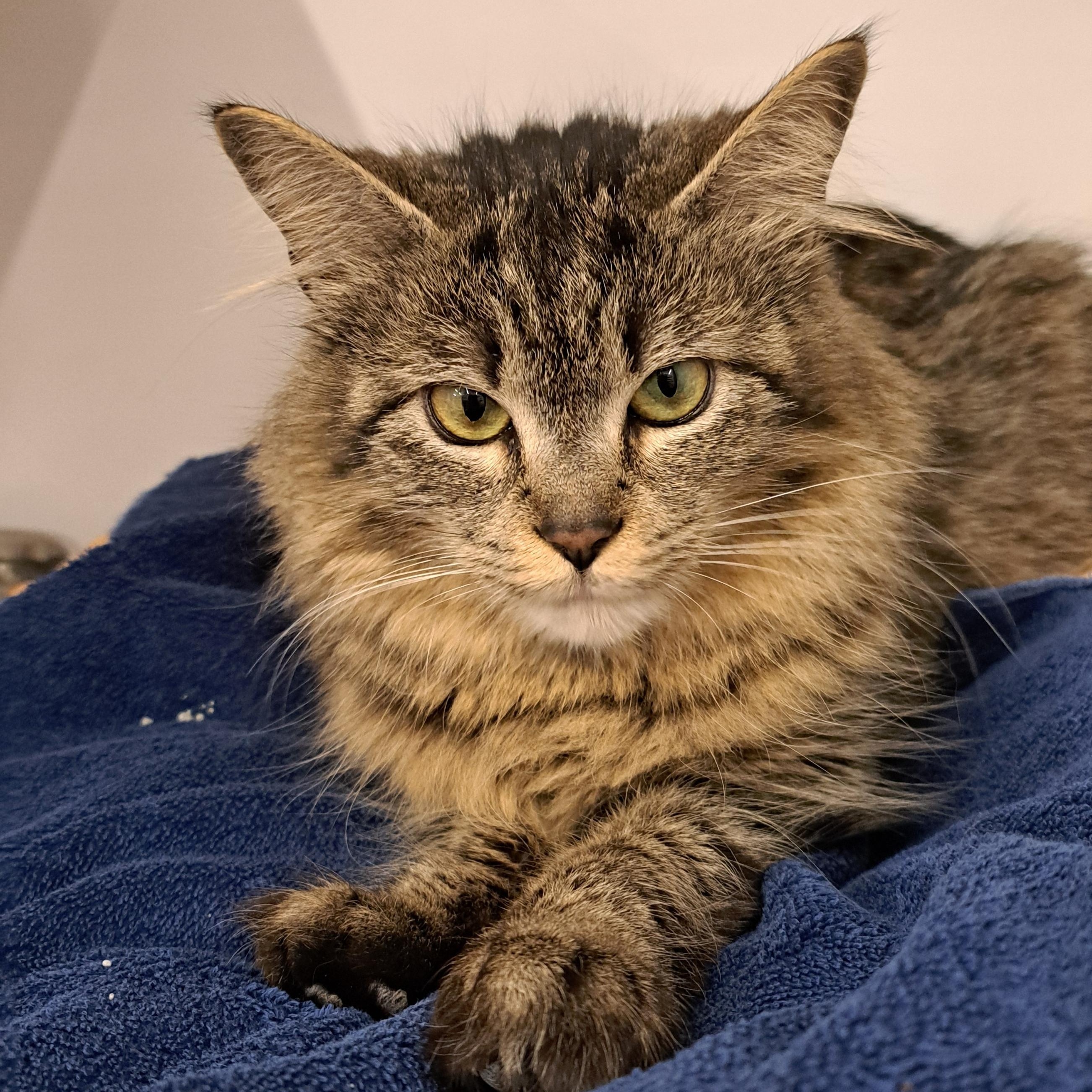 Pistachio, a ADOPTABLE Domestic Medium Hair in Buffalo, NY image 2/5