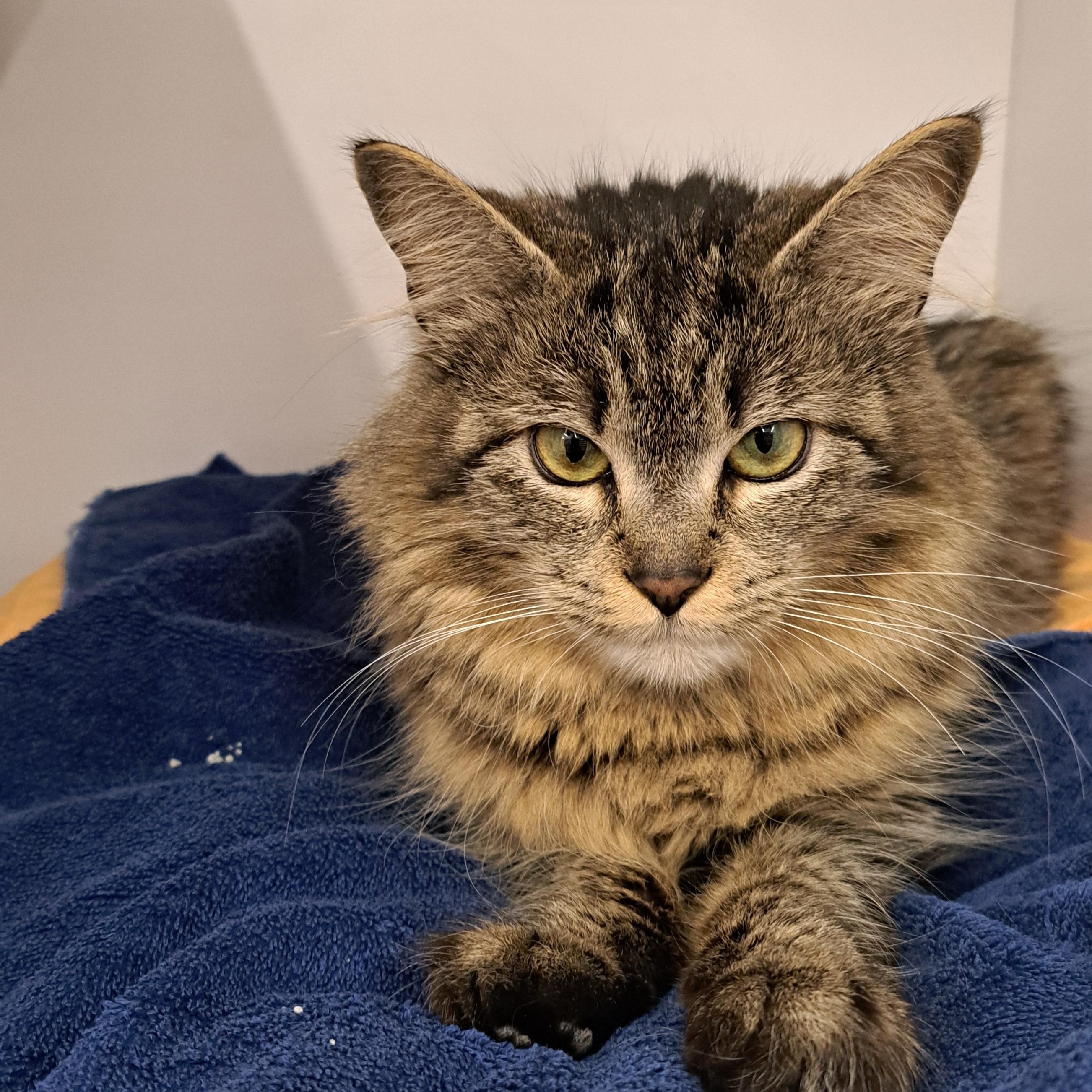 Pistachio, a ADOPTABLE Domestic Medium Hair in Buffalo, NY image 3/5