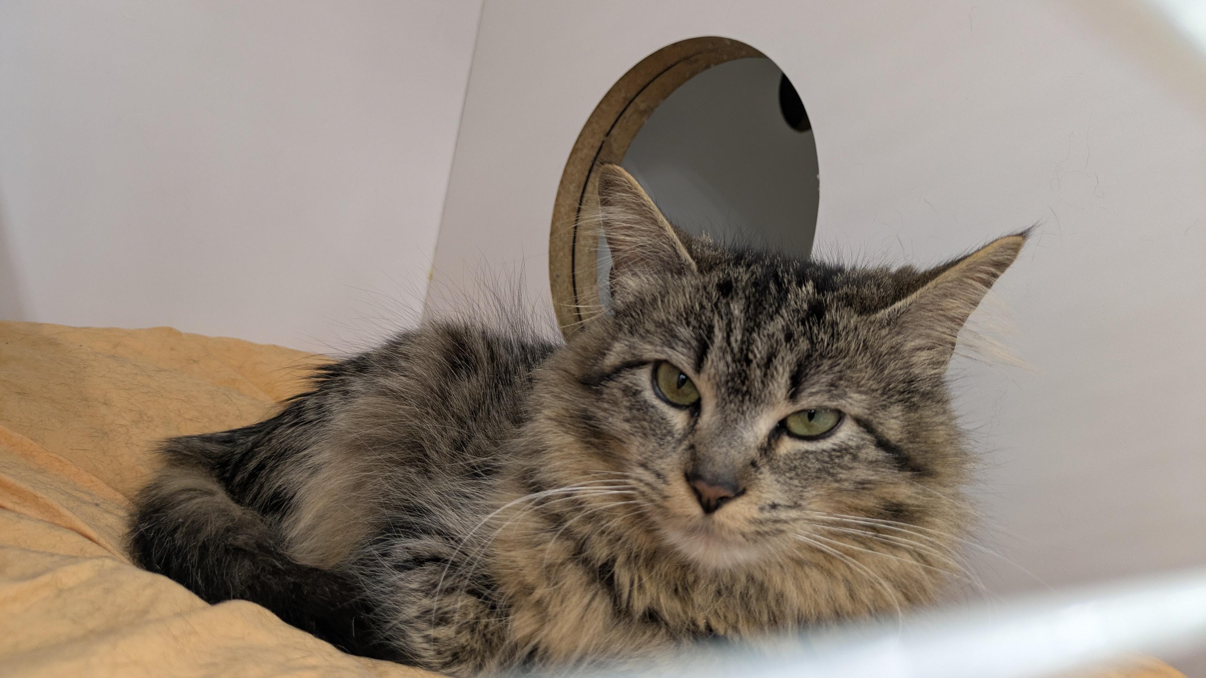 Pistachio, a ADOPTABLE Domestic Medium Hair in Buffalo, NY image 4/5