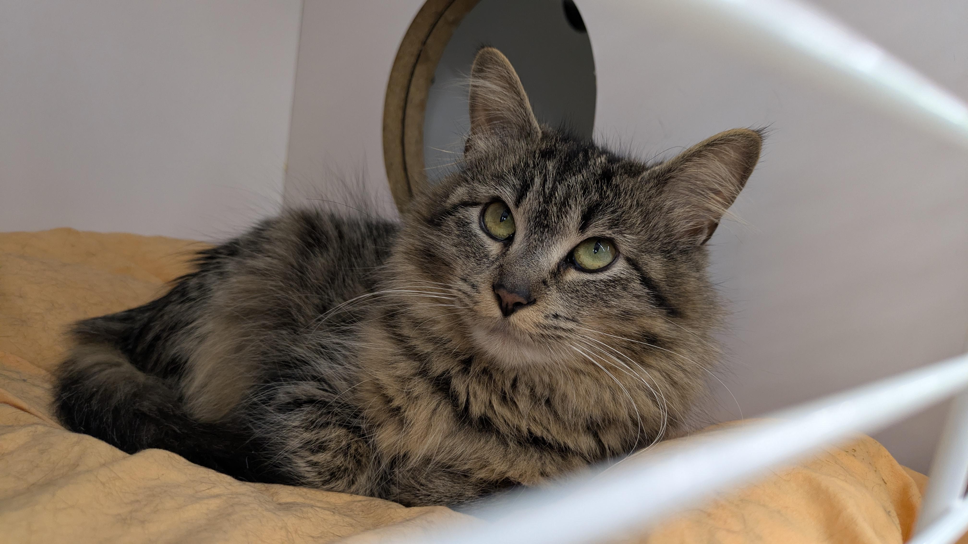 Pistachio, a ADOPTABLE Domestic Medium Hair in Buffalo, NY image 5/5