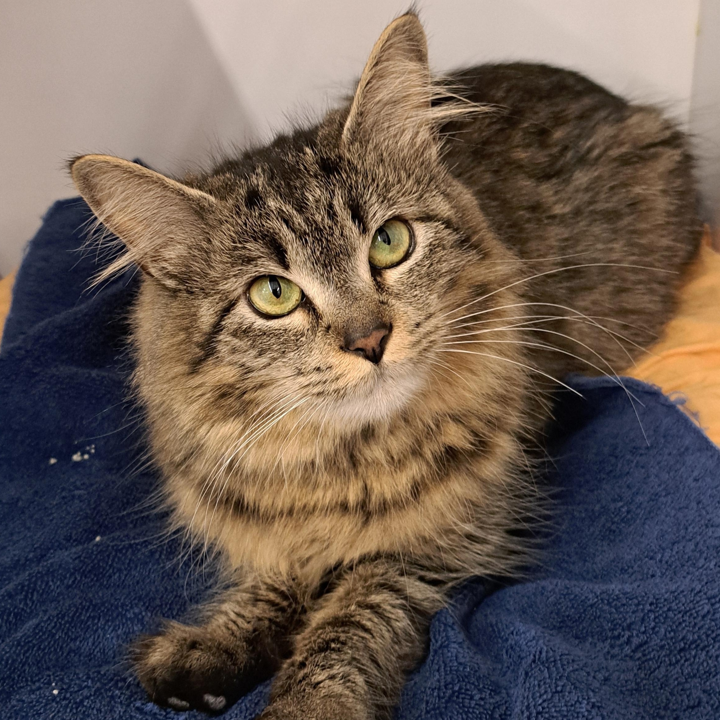 Pistachio, a ADOPTABLE Domestic Medium Hair in Buffalo, NY image 1/5