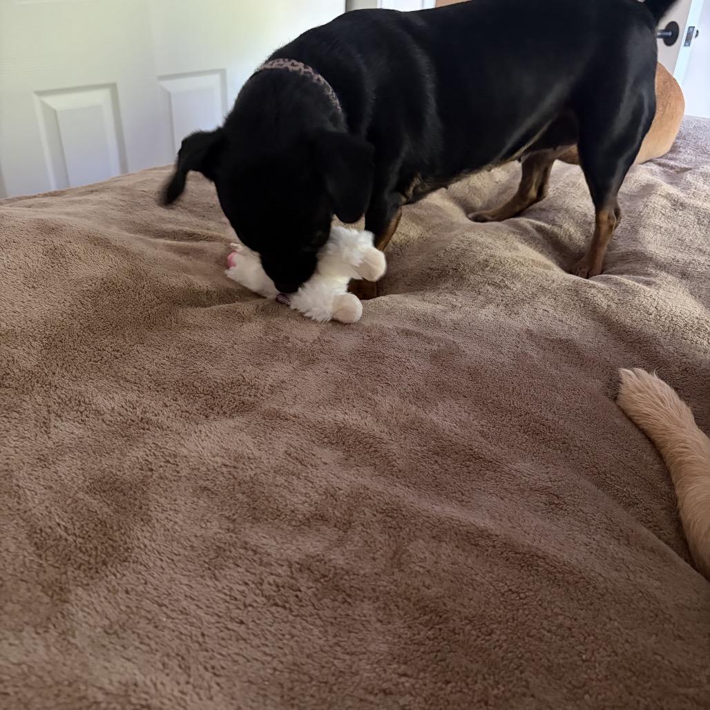 Enlarge Bella/Courtesy Post, a Adoptable mixed breed in Long Beach, CA image 2/4