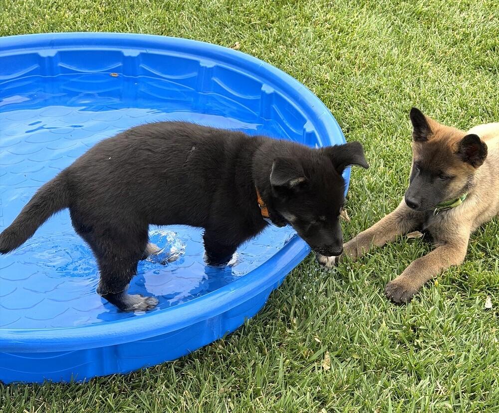 Puppy Daisy, Adoptable, Puppy Female German Shepherd Dog.