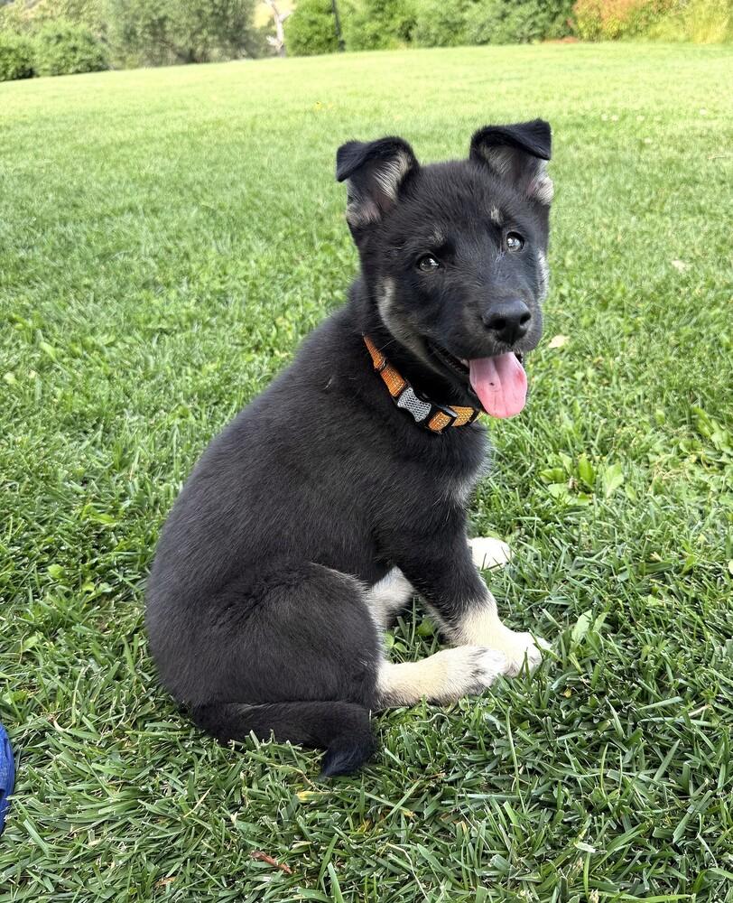 Enlarge Puppy Daisy, a Adoptable mixed breed in Fulton, CA image 2/4