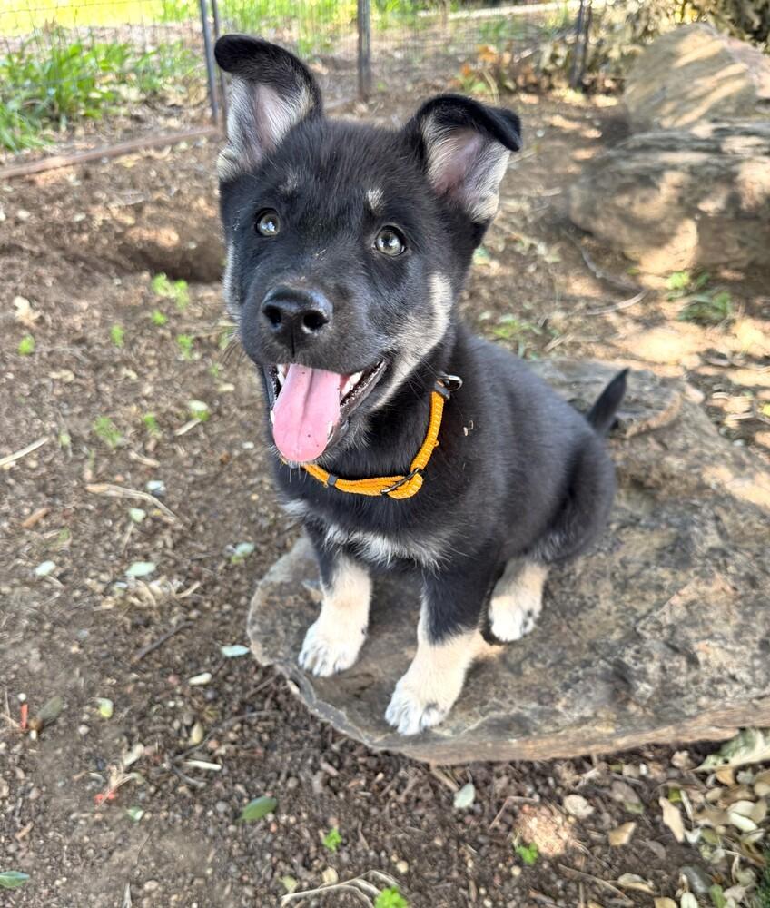 Enlarge Puppy Daisy, a Adoptable mixed breed in Fulton, CA image 3/4
