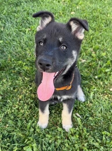 Enlarge Puppy Daisy, a Adoptable mixed breed in Fulton, CA image 4/4