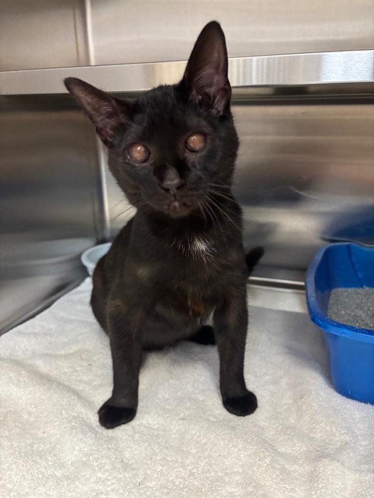Catnip, ADOPTABLE, Kitten Female Domestic Short Hair.