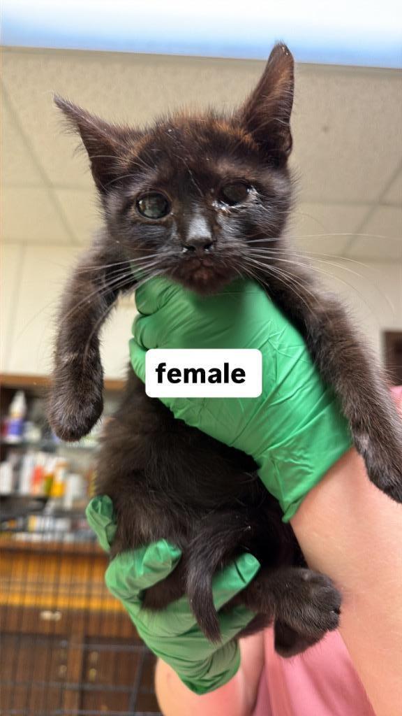 Enlarge Catnip, a ADOPTABLE Domestic Short Hair in Columbus, NE image 2/2