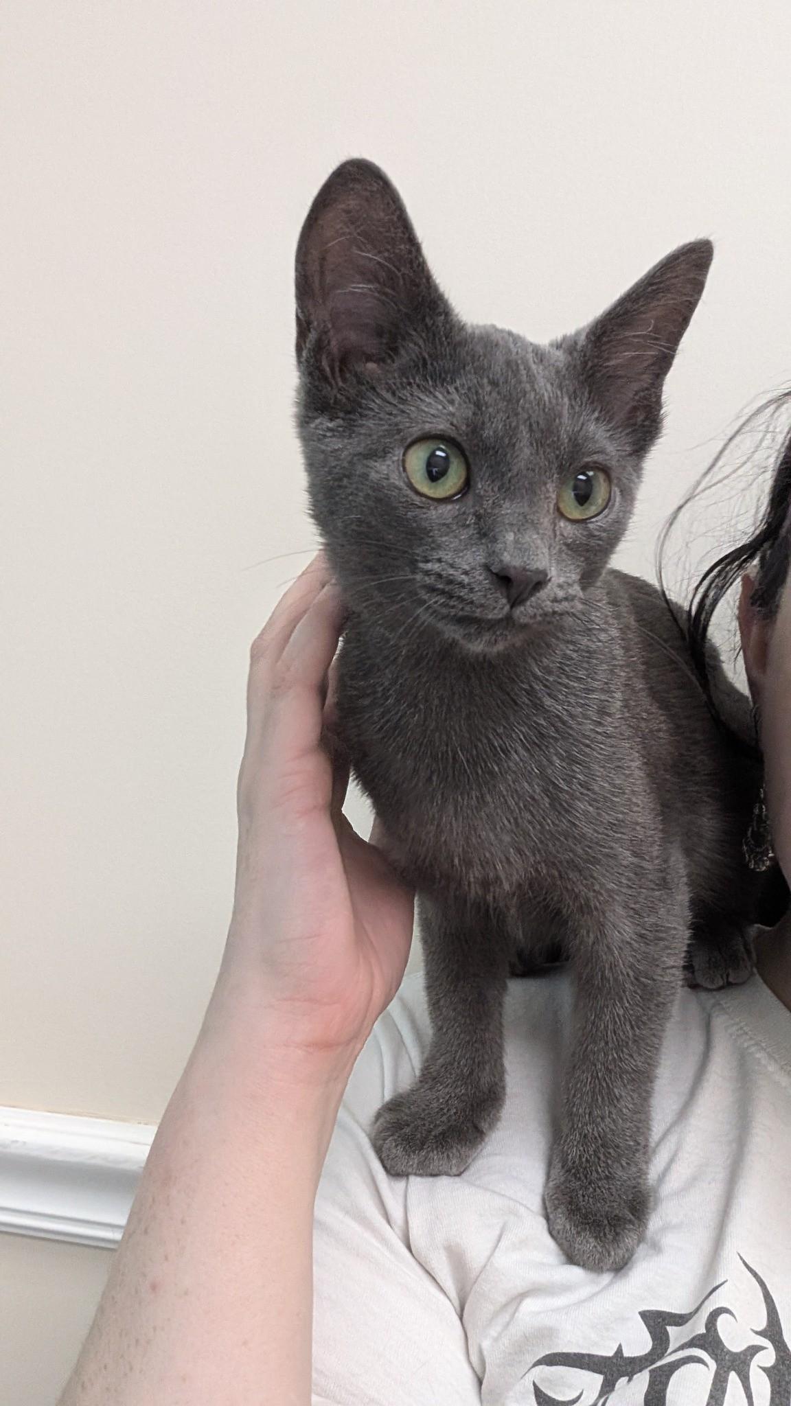 Enlarge Marmaduke (Snuggle Bug Kitten!), a Adopted American Shorthair in Pikesville, MD image 2/6