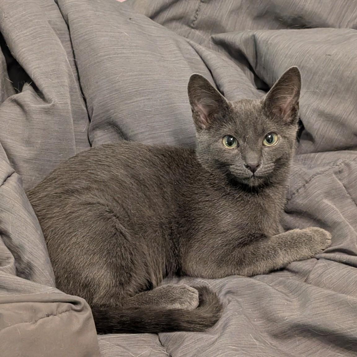 Enlarge Marmaduke (Snuggle Bug Kitten!), a Adopted American Shorthair in Pikesville, MD image 5/6