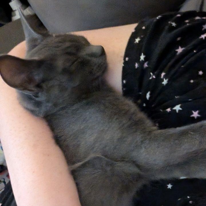 Enlarge Marmaduke (Snuggle Bug Kitten!), a Adopted American Shorthair in Pikesville, MD image 3/6