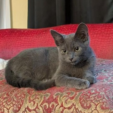 Enlarge Marmaduke (Snuggle Bug Kitten!), a Adopted American Shorthair in Pikesville, MD image 6/6